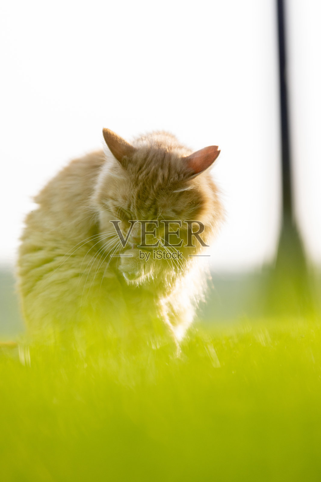 橘色流浪猫坐在大自然中。照片摄影图片