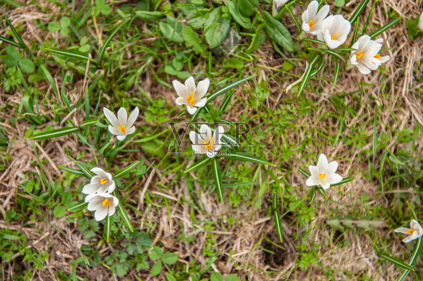 花朵与草地照片摄影图片