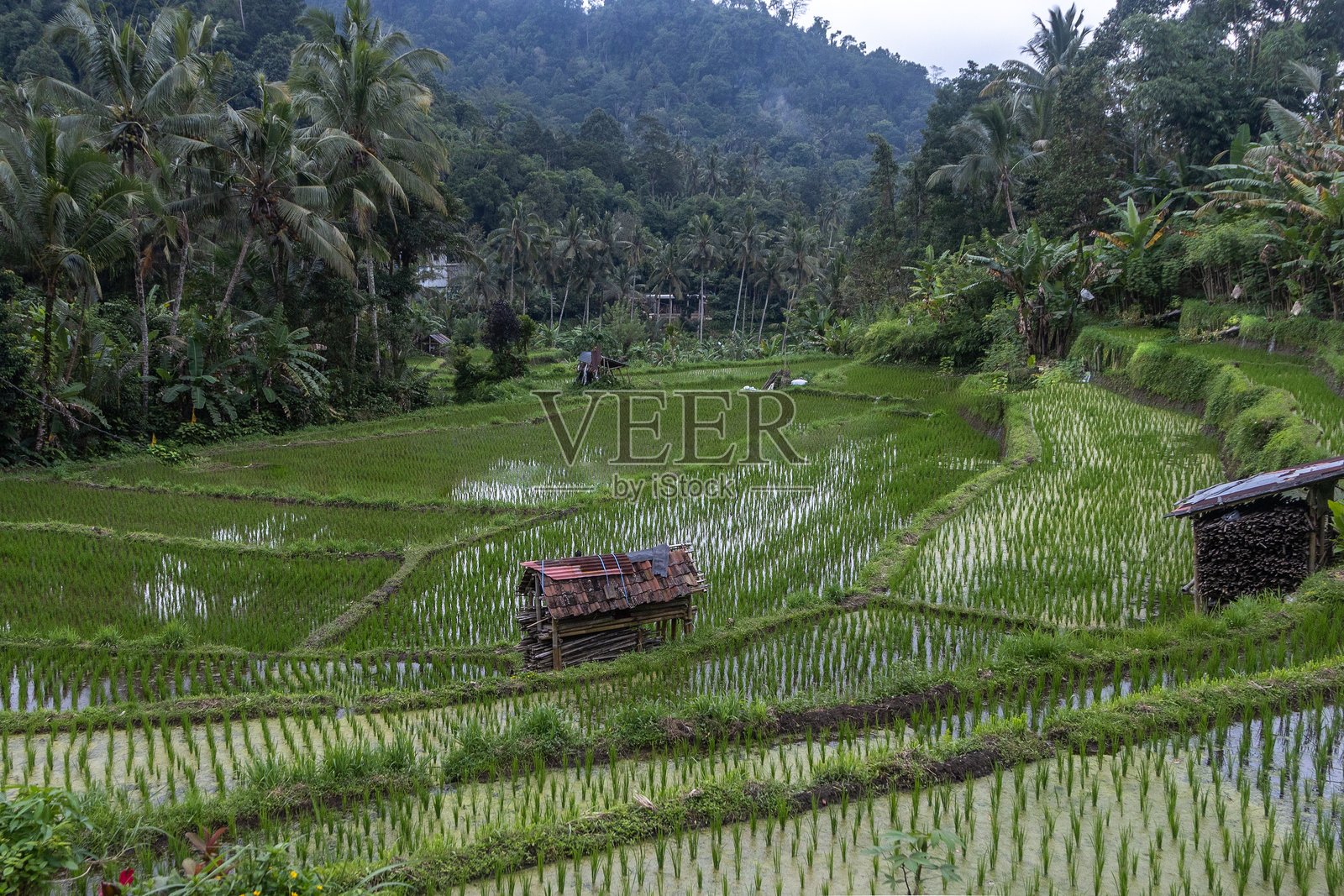 印度尼西亚巴厘岛卡朗阿森区西德门谷的稻米种植。照片摄影图片