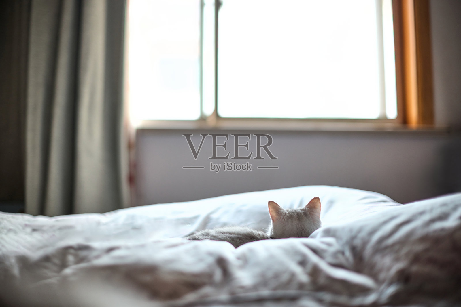 猫的背影在窗户旁凝视外面照片摄影图片