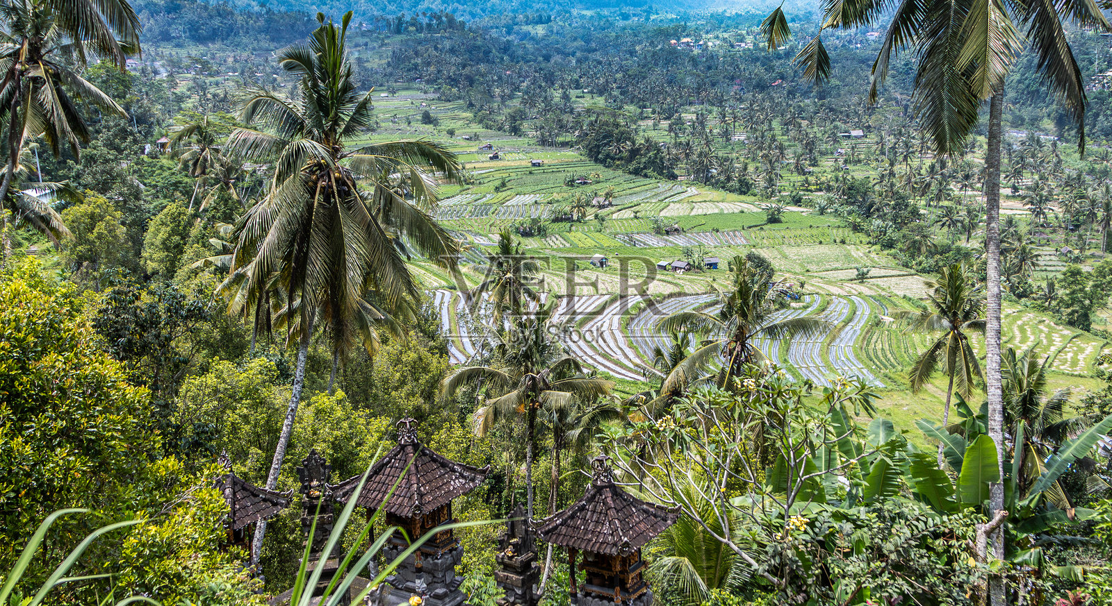 印度尼西亚巴厘岛卡朗阿森区西德门谷的稻米种植。照片摄影图片