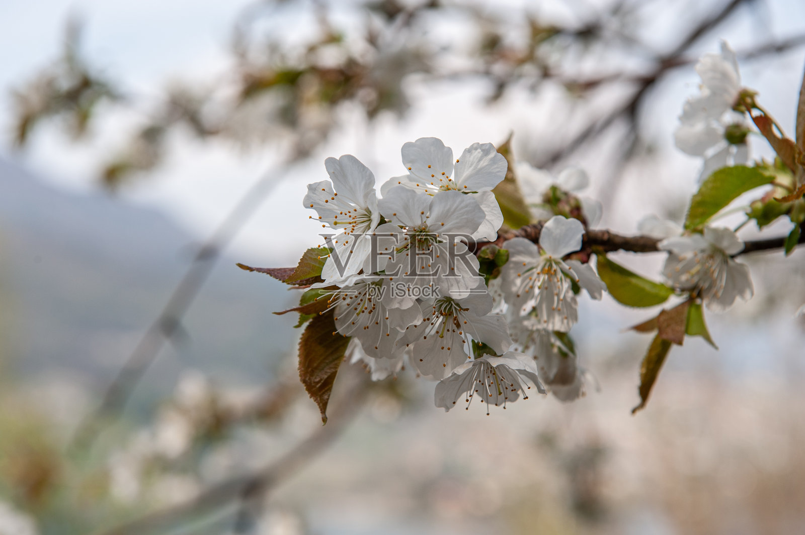 春天的樱花照片摄影图片