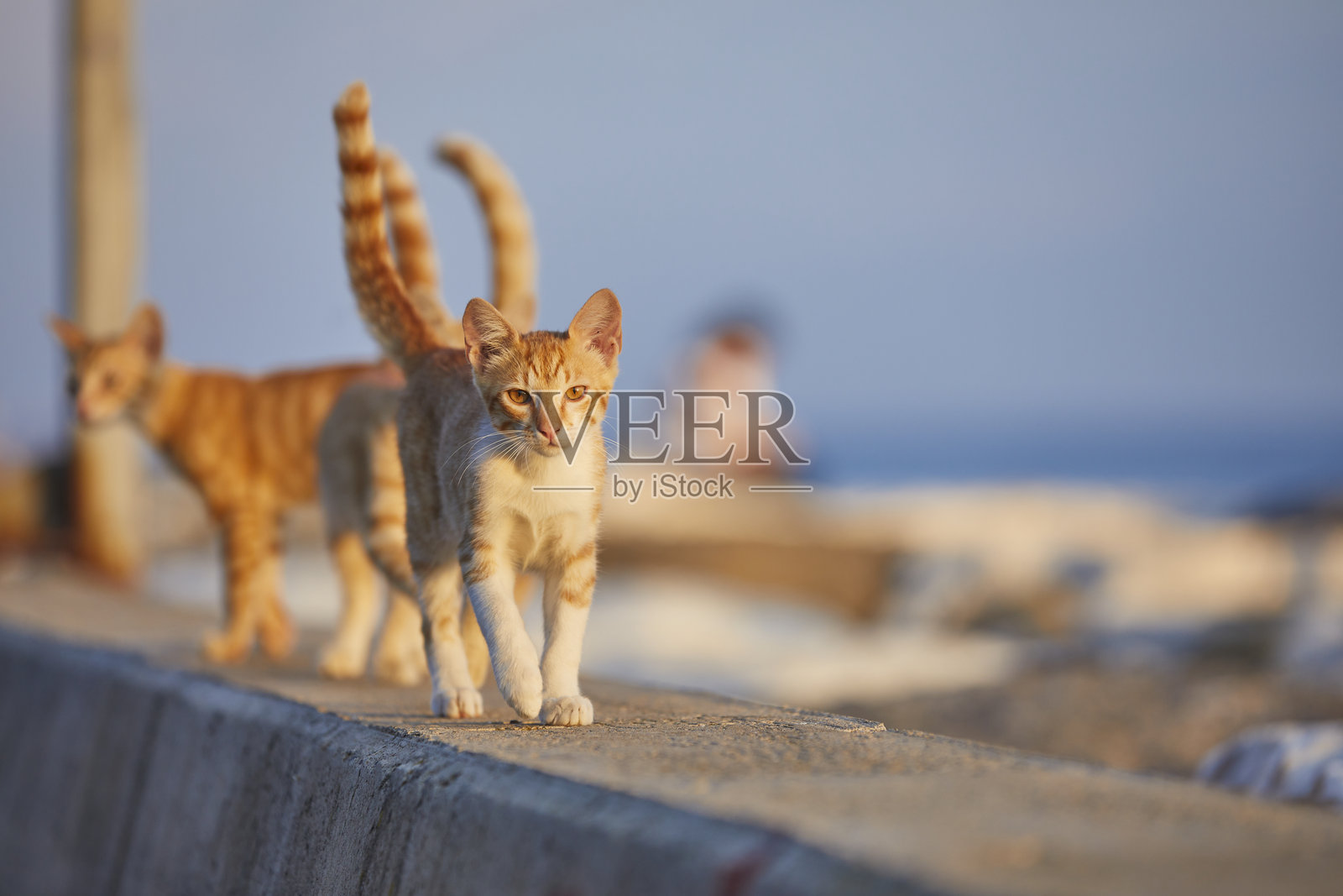 流浪的姜黄色小猫在移动照片摄影图片