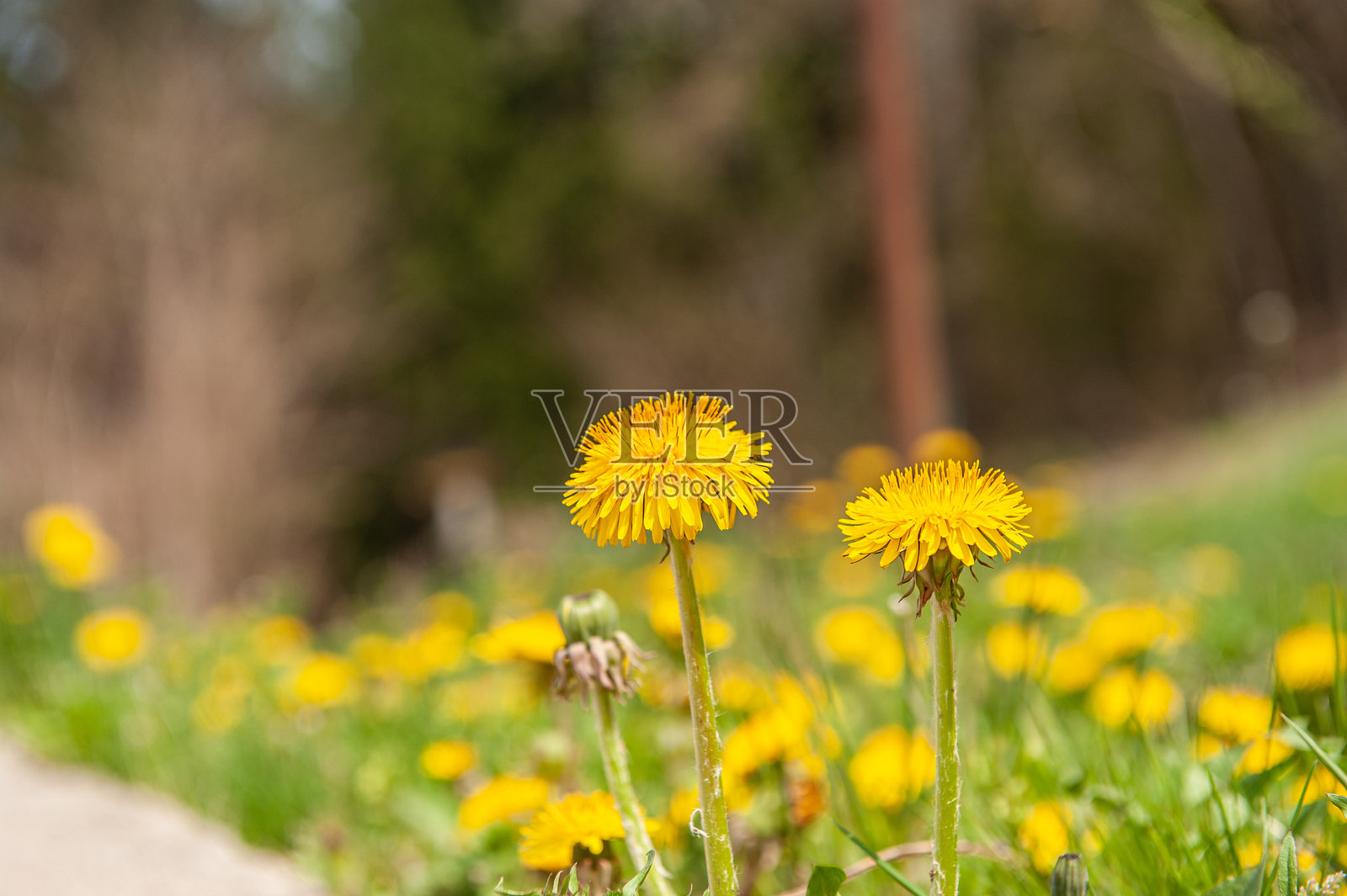 花朵与草地照片摄影图片