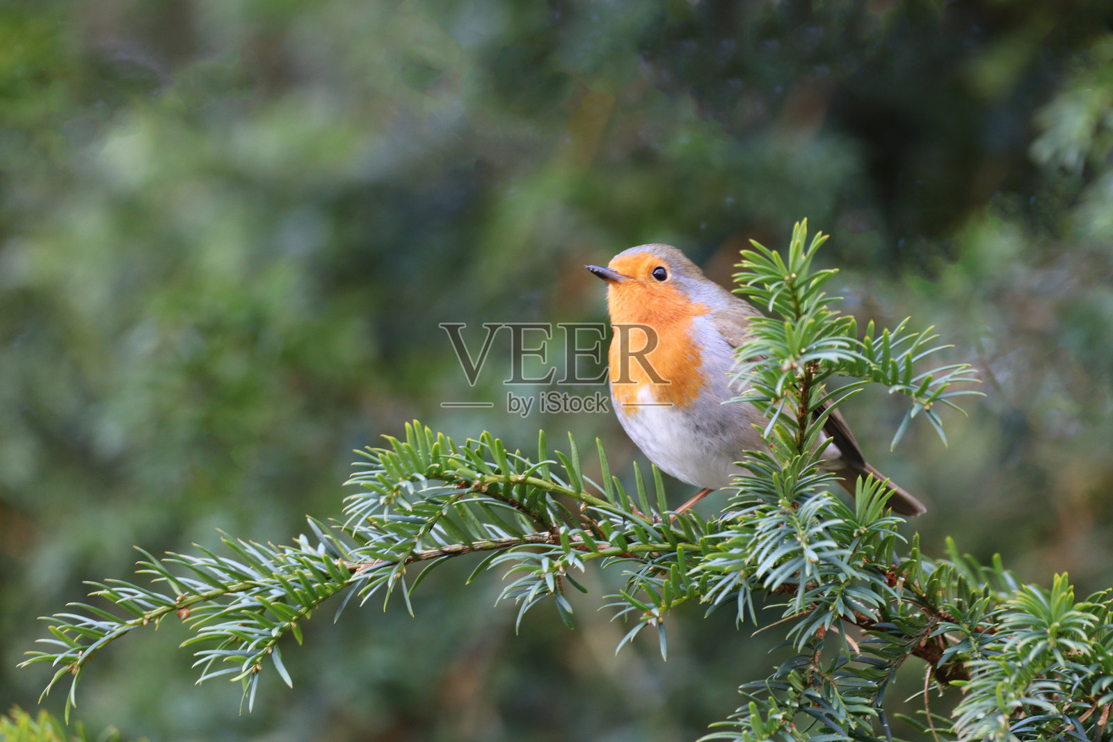 罗宾照片摄影图片