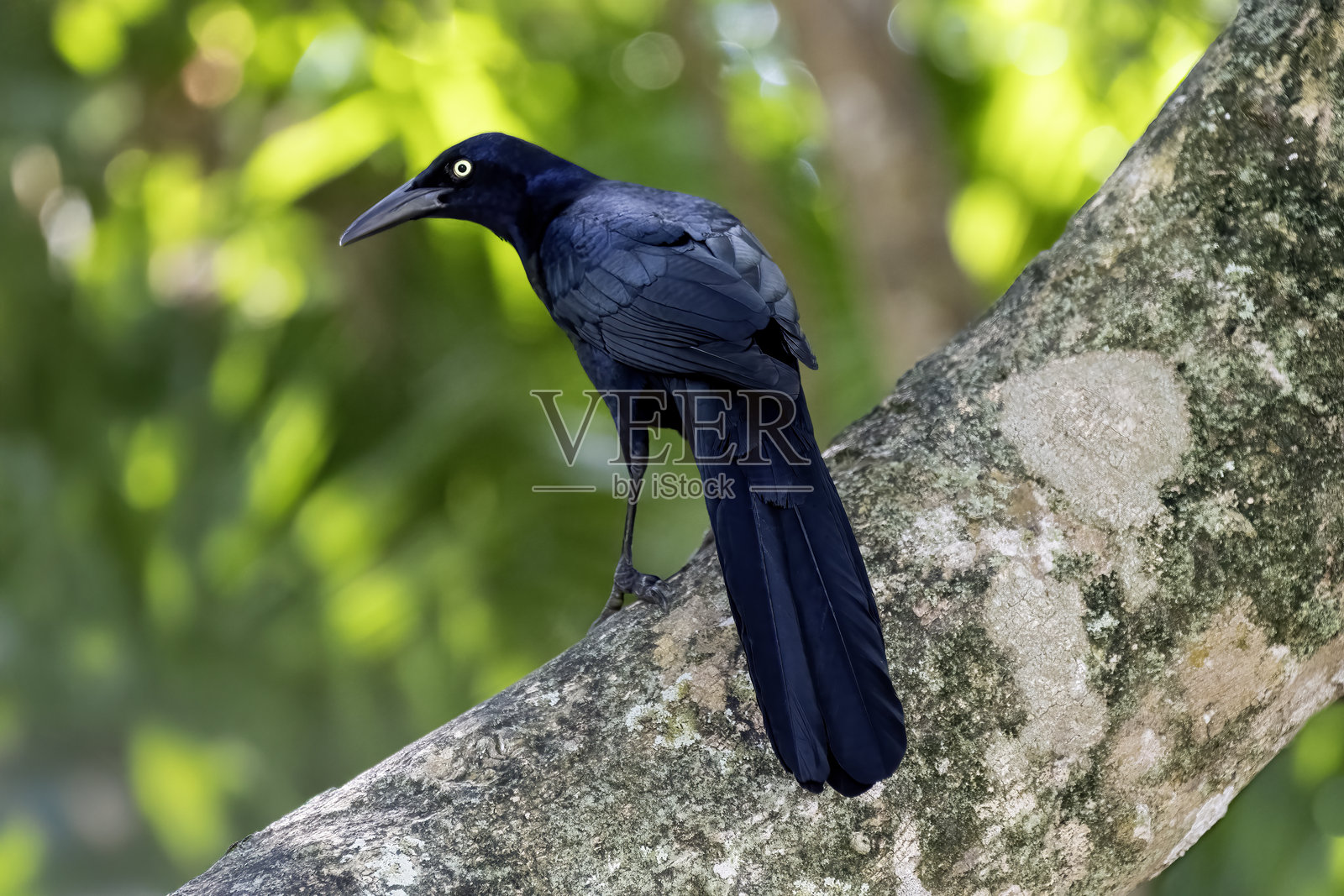 大尾黑鹂（Quiscalus mexicanus）鸟的特写，背景虚化。照片摄影图片