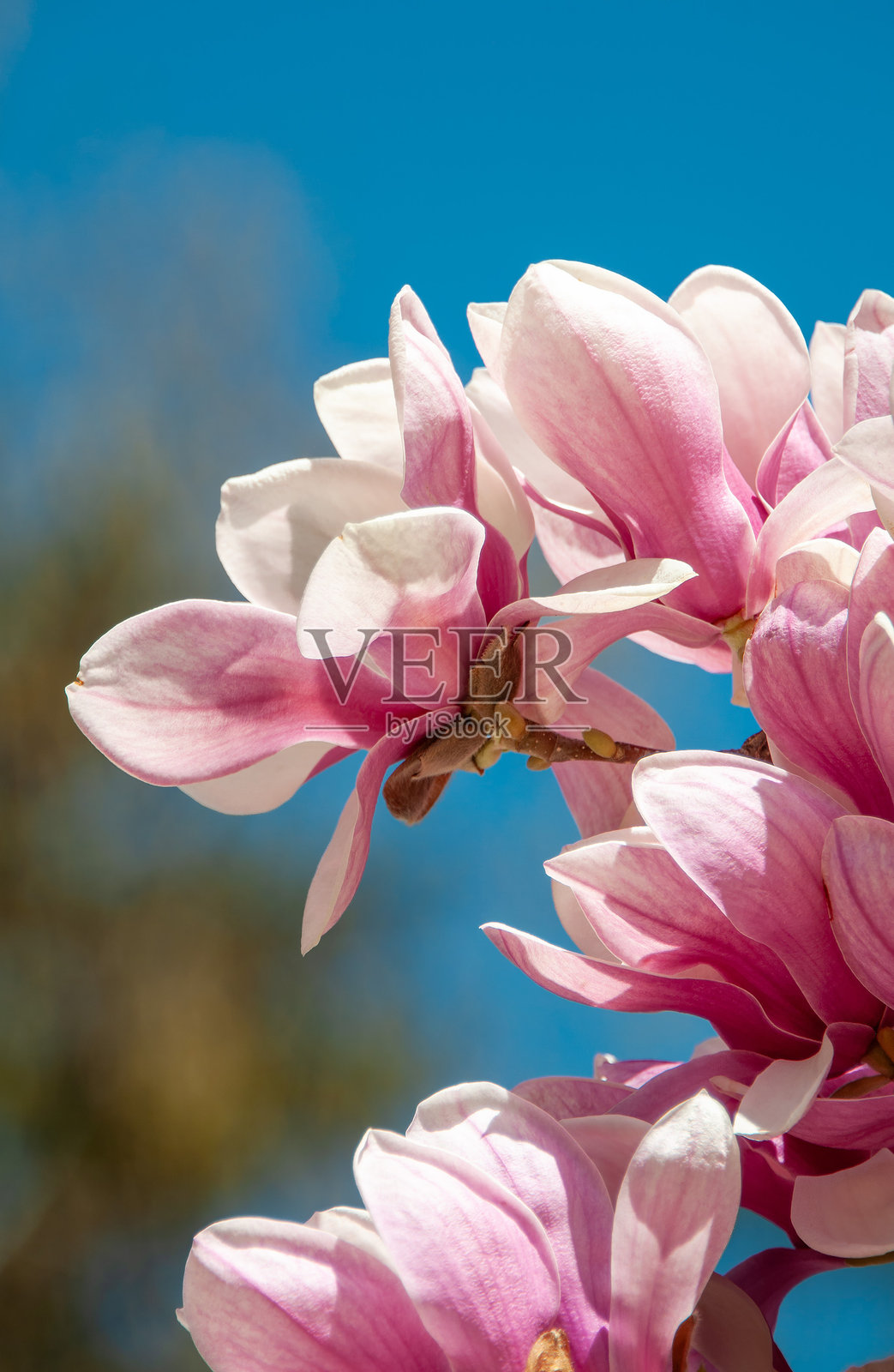 中国玉兰花的五彩花瓣照片摄影图片