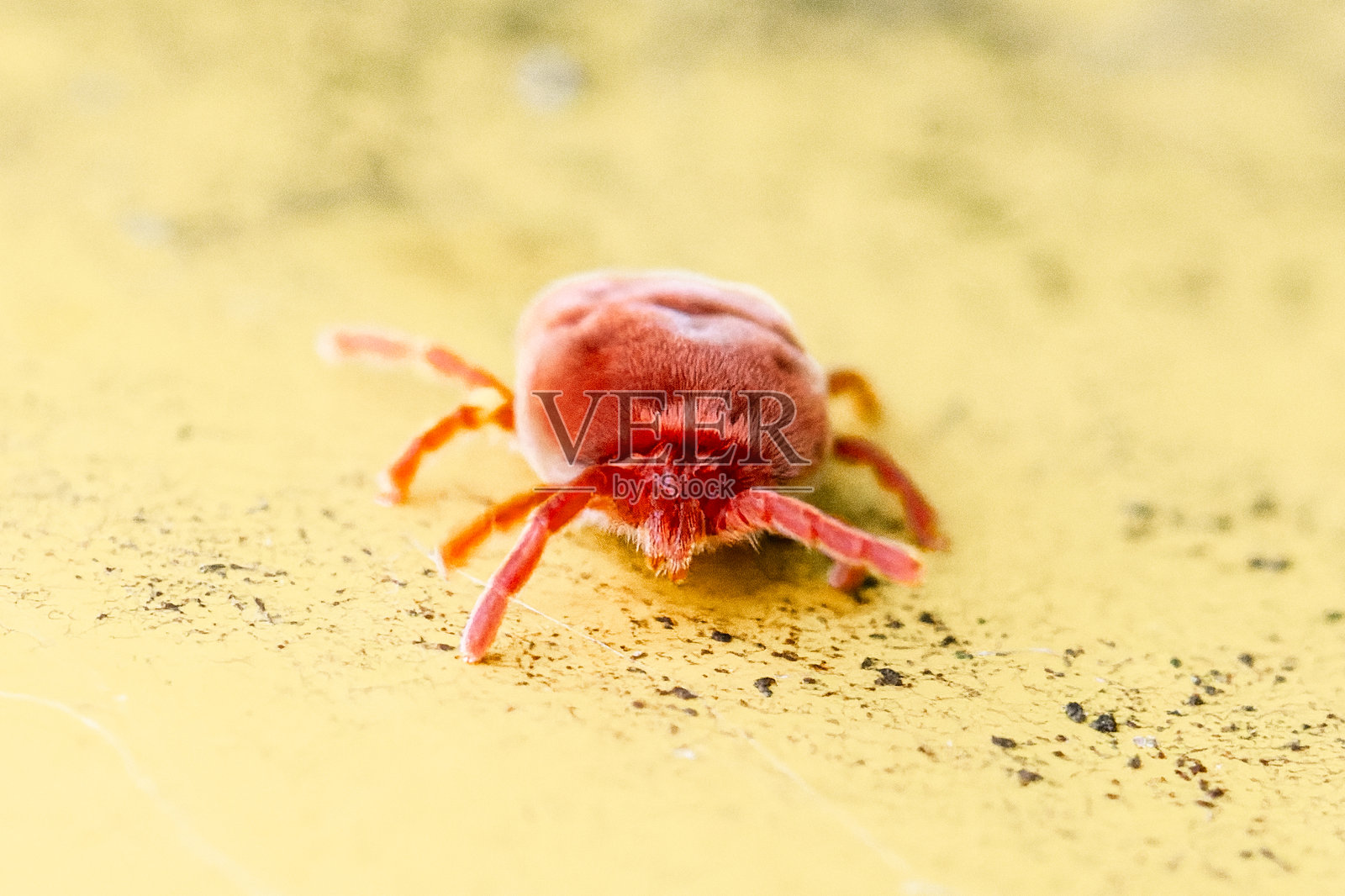 红蜘蛛在行走照片摄影图片