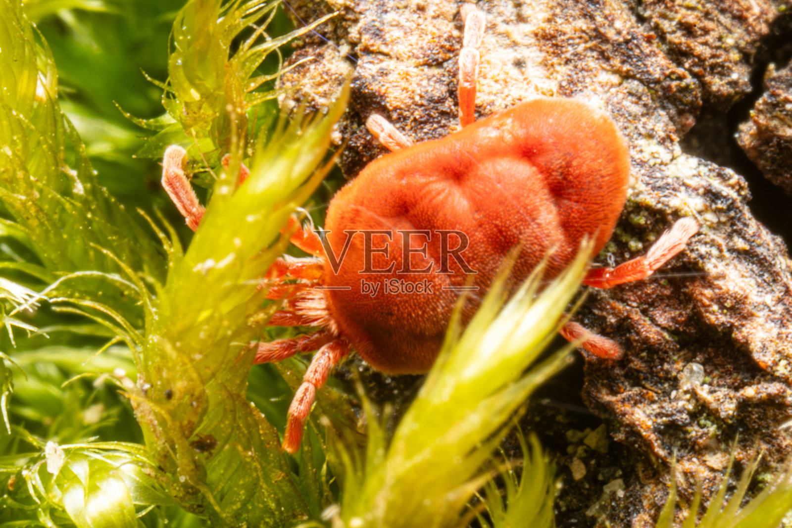 红色蜘蛛在行走照片摄影图片