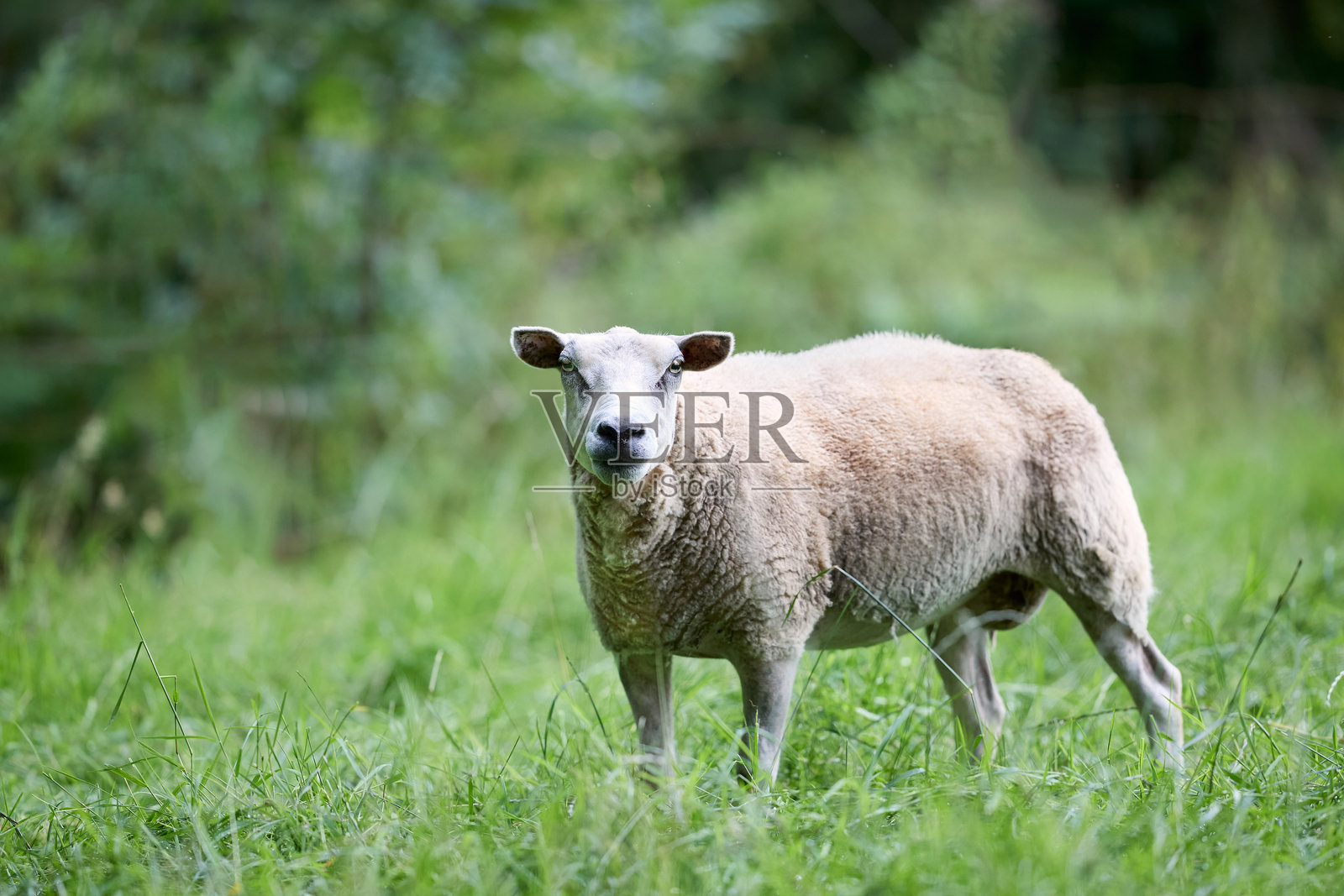 一只羊在草地上吃草，背景是郁郁葱葱的树木。它厚厚的羊毛在宁静的乡村景色中格外显眼。照片摄影图片