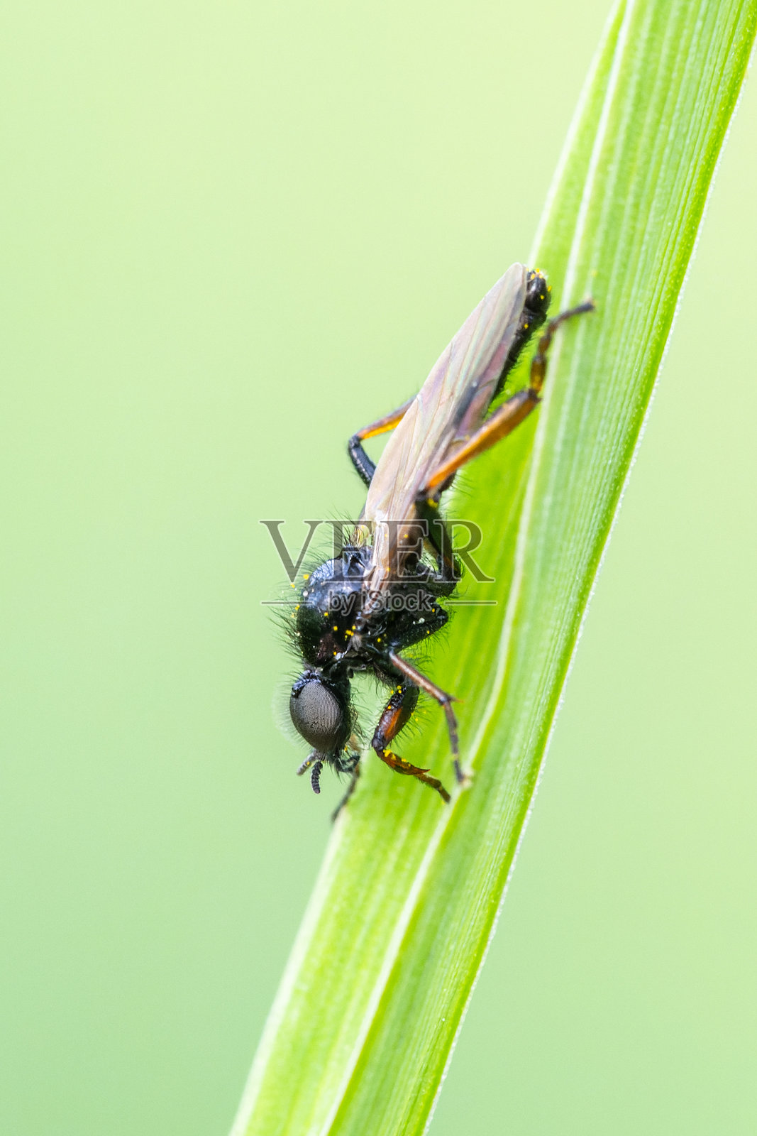 草叶上的雄性蝇蛉（Bibionidae）照片摄影图片