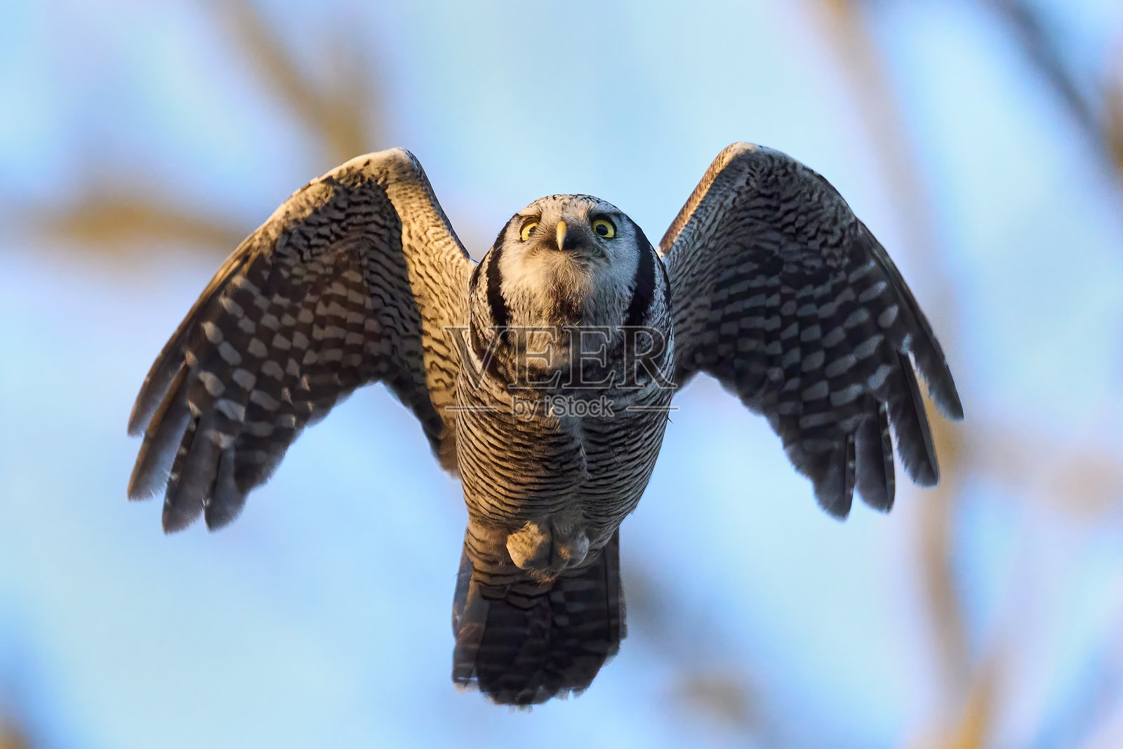 北方苍鹰鸮 (Surnia ulula)照片摄影图片