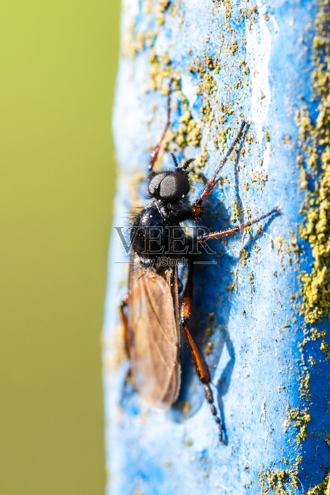 城市蓝色表面上的雄性蝇蛆（Bibionidae）照片摄影图片