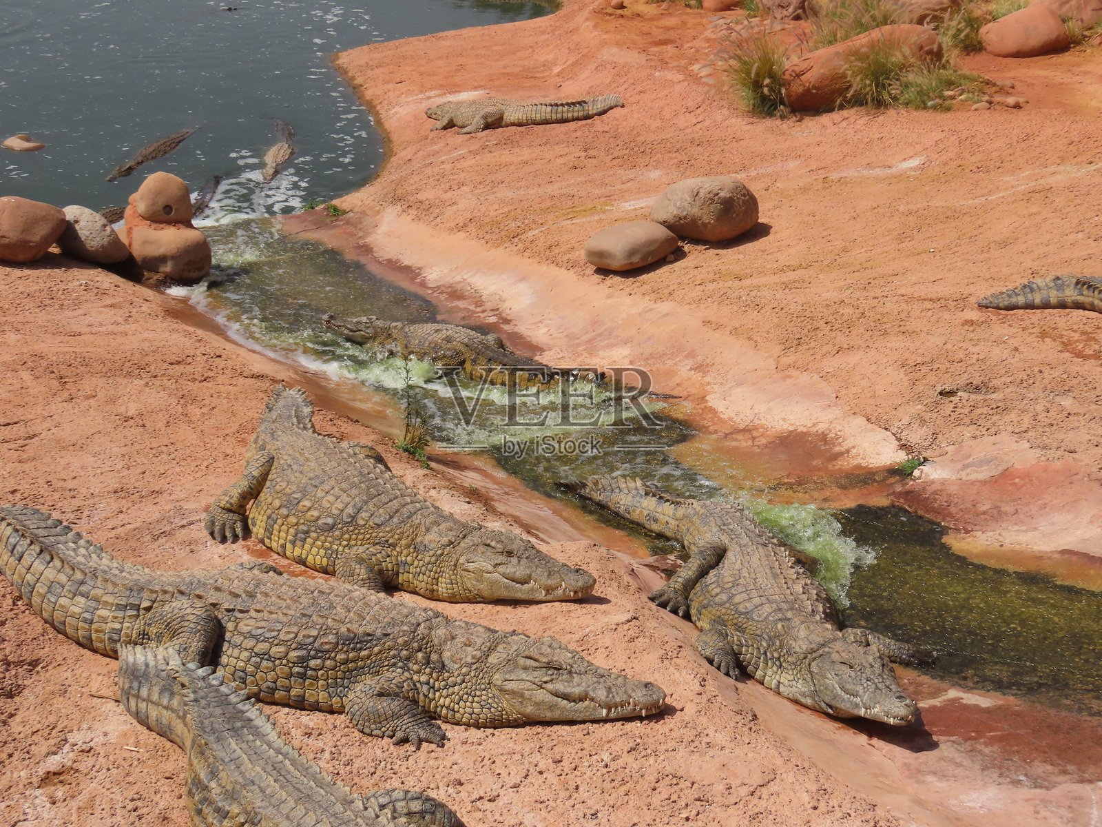 尼罗鳄（Crocodylus Niloticus）照片摄影图片