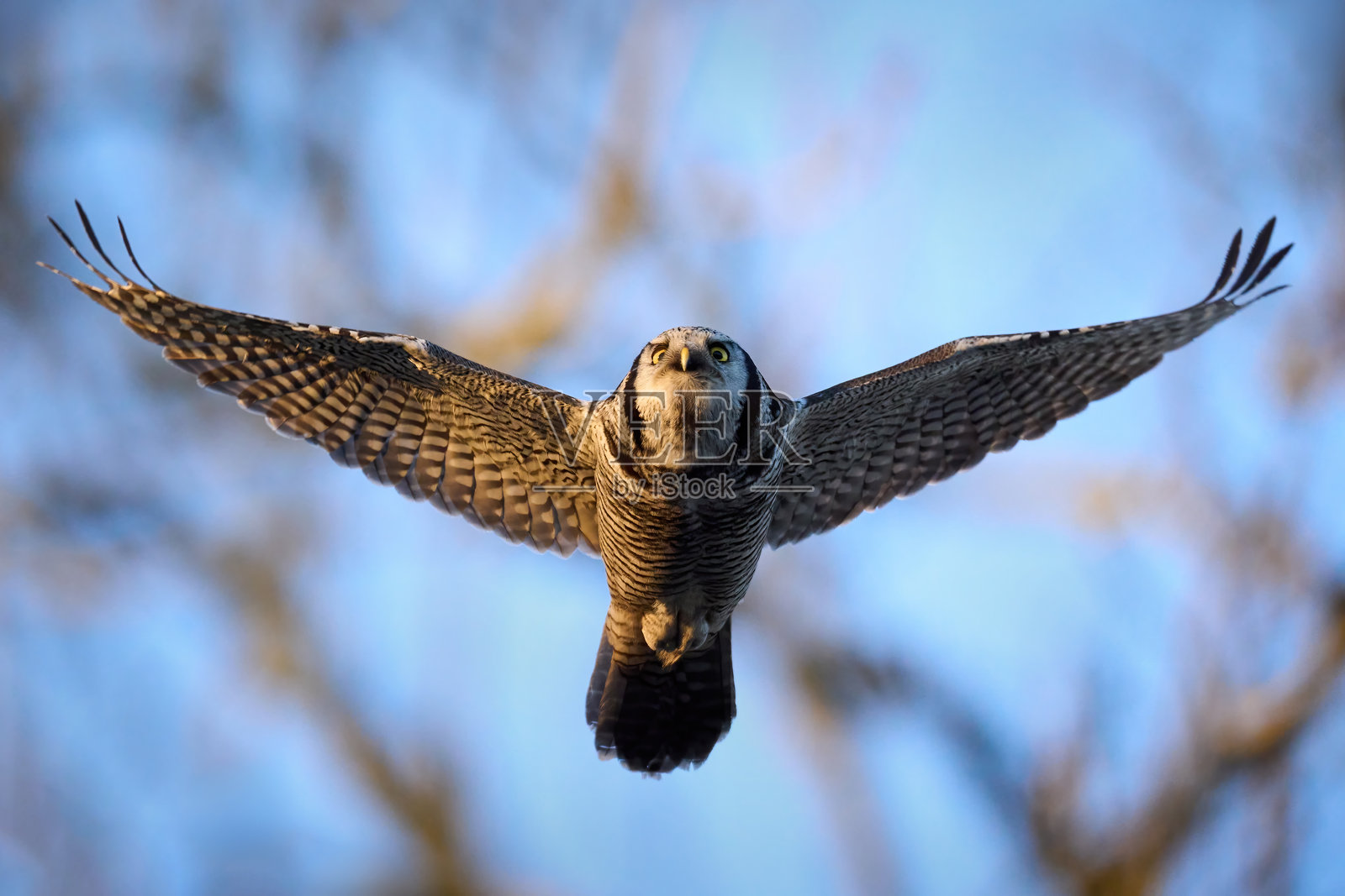 北方苍鹰鸮 (Surnia ulula)照片摄影图片