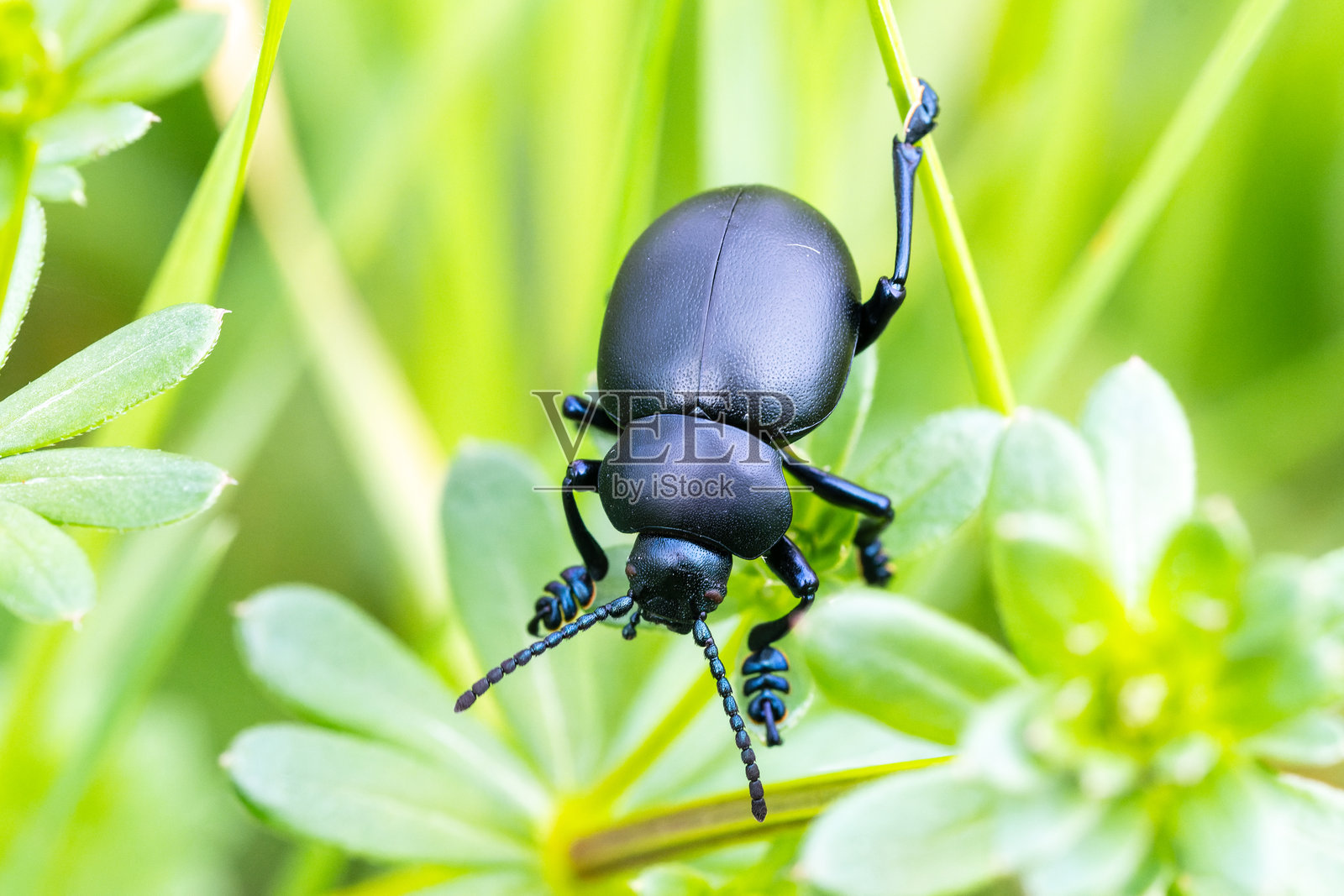 血鼻甲虫（Timarcha tenebricosa）在草地上休息照片摄影图片