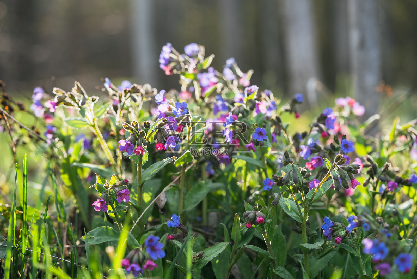细腻的肺草在郁郁葱葱的春季森林中绽放，柔和的阳光照耀着藏在茂密绿色林下的粉色和蓝色花朵。照片摄影图片