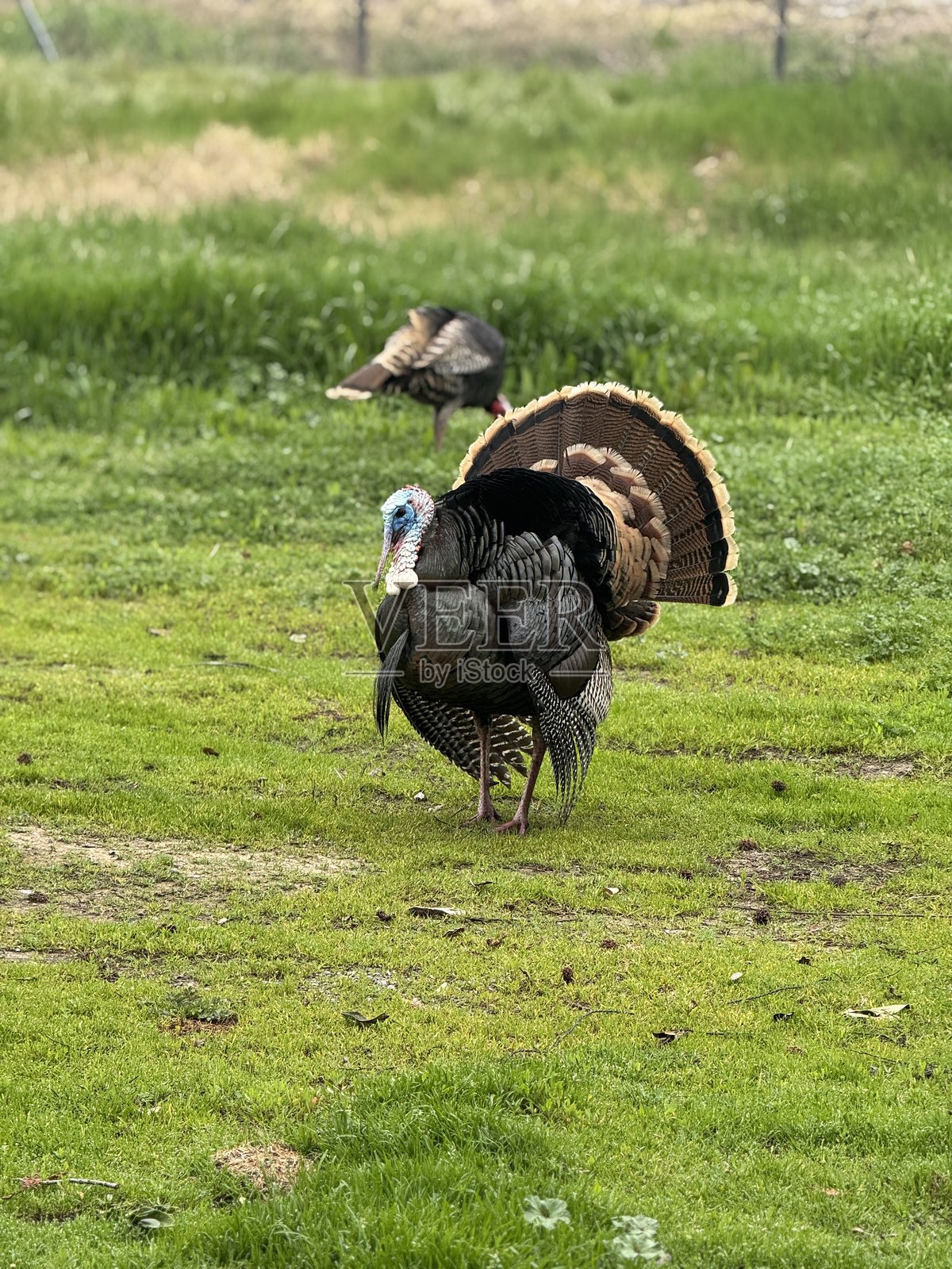 野生火鸡在田野中照片摄影图片