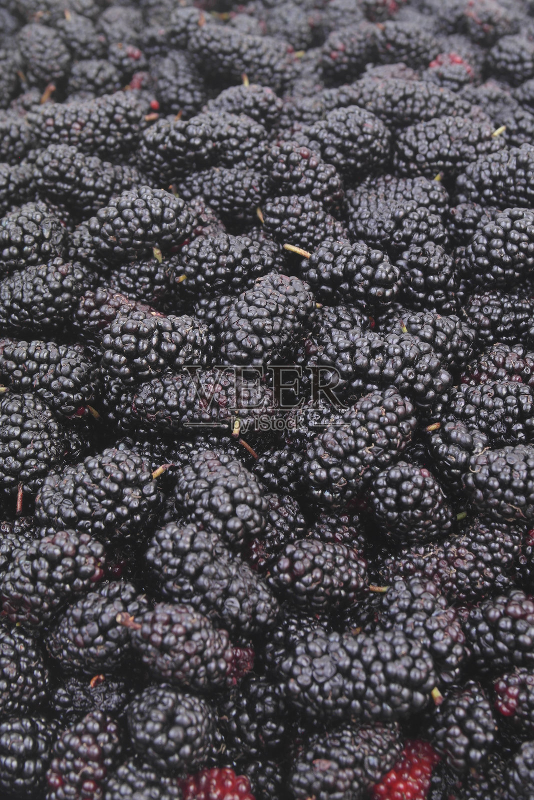 新鲜成熟的桑葚垂直图像。照片摄影图片