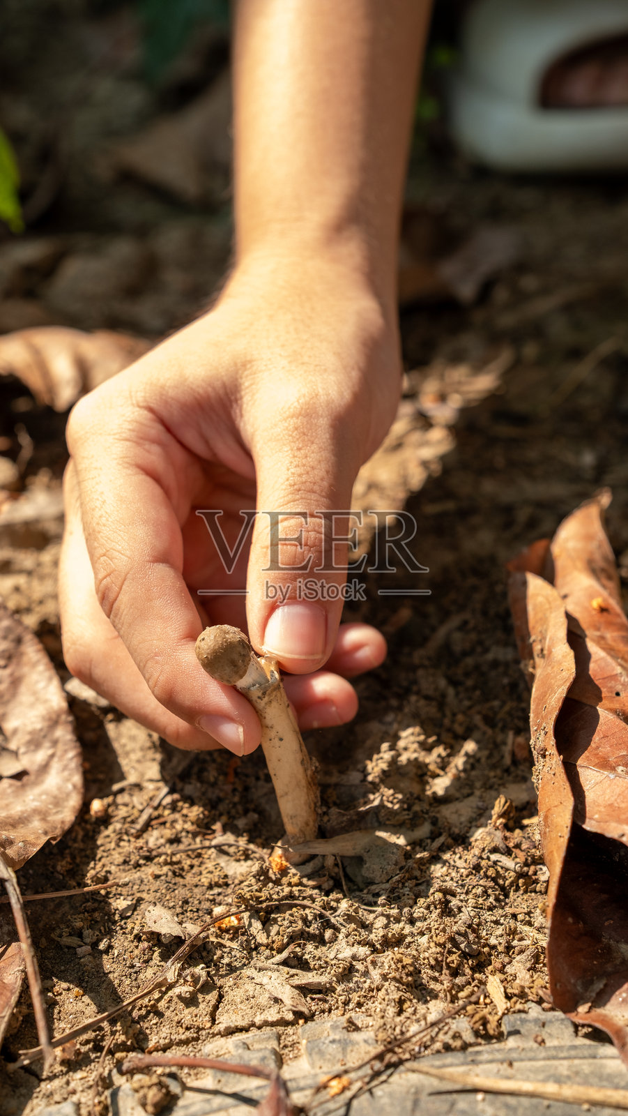 干燥地区生长的白蚁蘑菇照片摄影图片