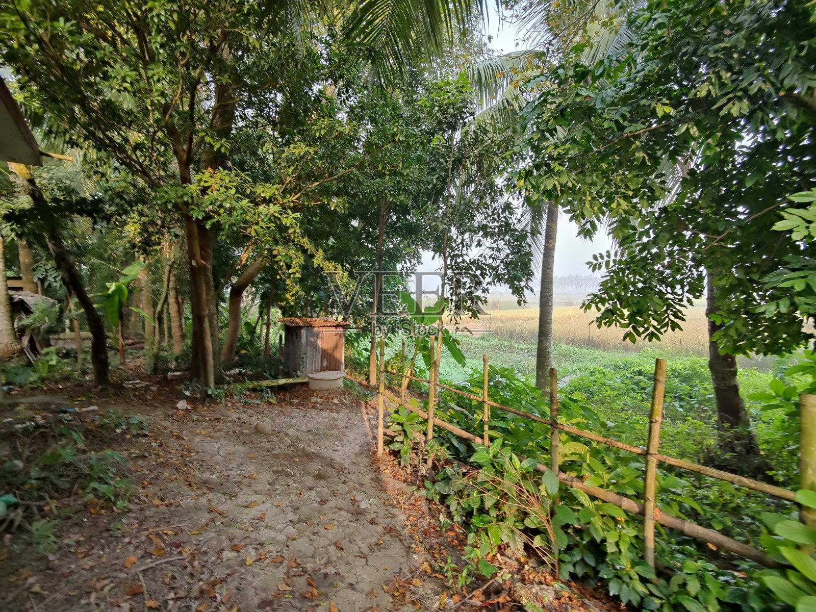 美丽的植物摄影，自然壁纸。各种绿色树木。照片摄影图片