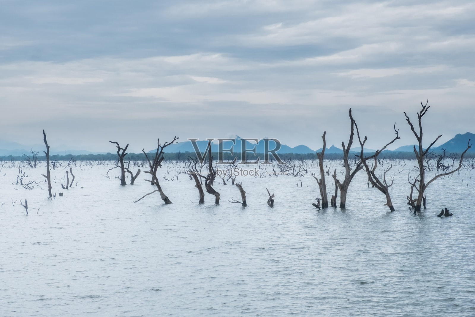 一个有气氛的湖泊，沉没的树干在远处山脉的衬托下。照片摄影图片