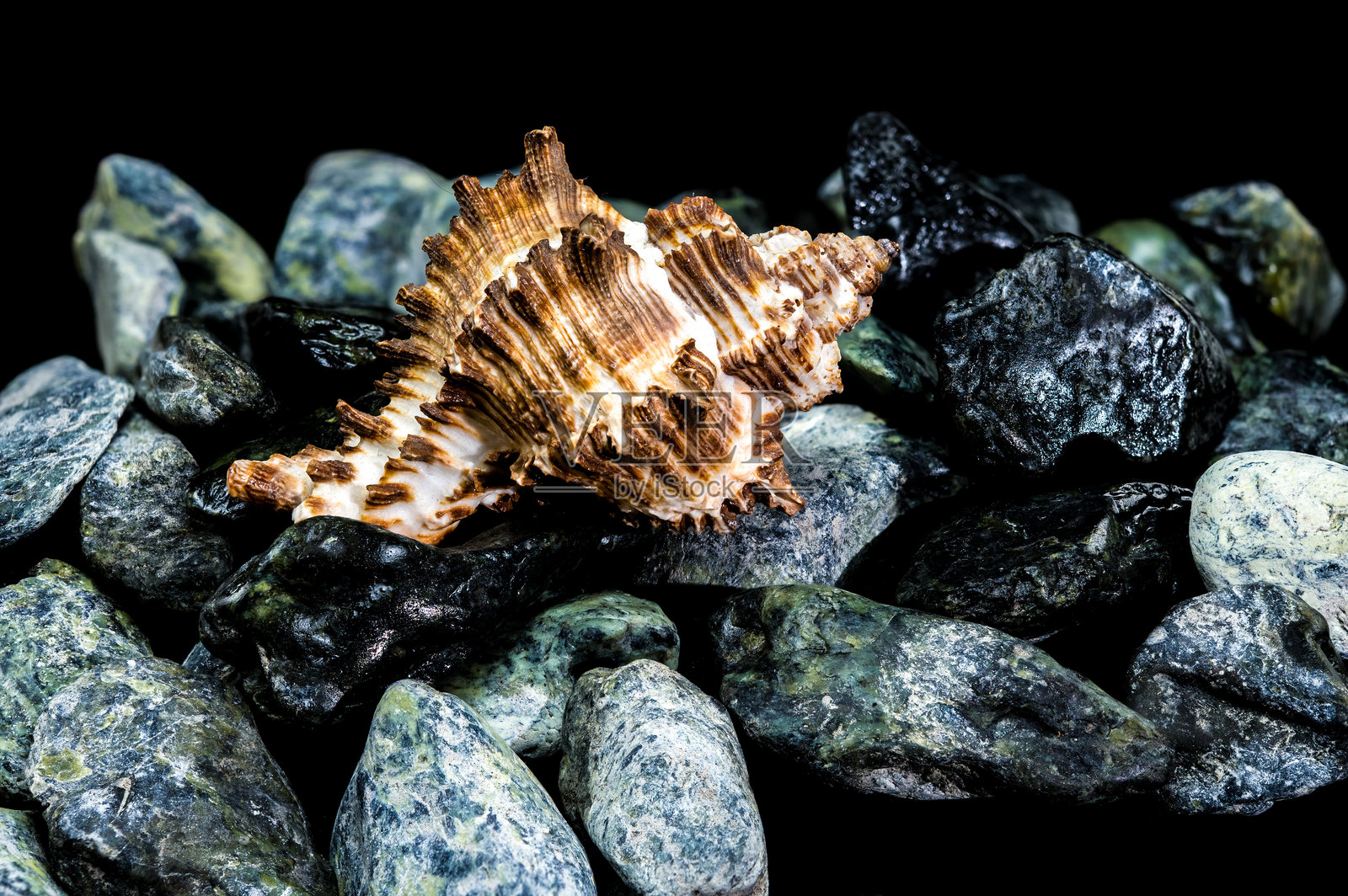 纹理丰富的海螺静物与光滑的岩石照片摄影图片