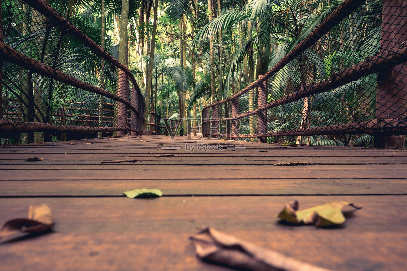 热带花园中的木质徒步小径。圣保罗植物园。照片摄影图片