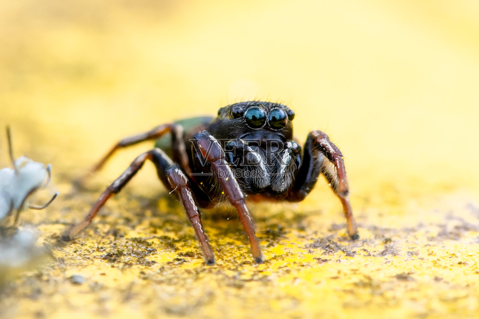 黄色垃圾桶上的黄脚跳蛛照片摄影图片