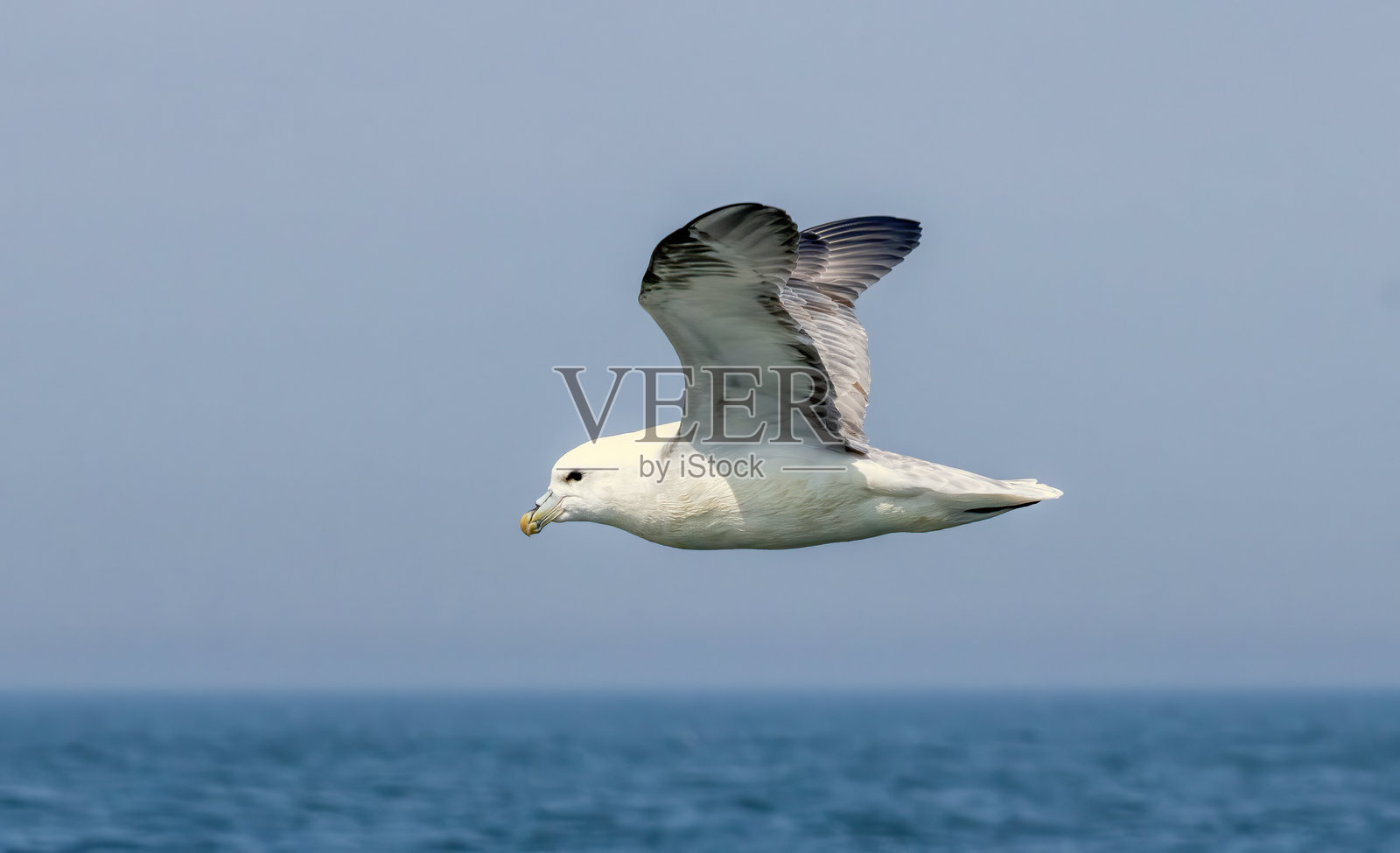 北方海鸥在英国本普顿悬崖的繁殖岩石上照片摄影图片