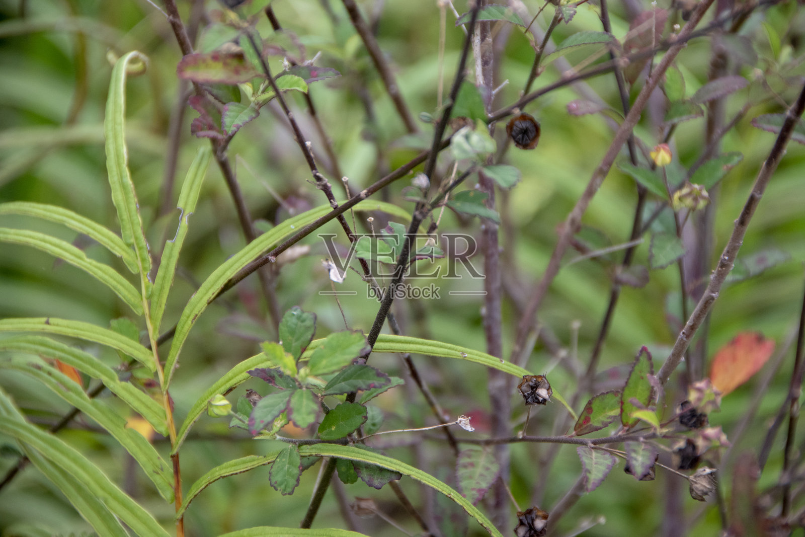 照片，稻田附近长满了草。照片摄影图片