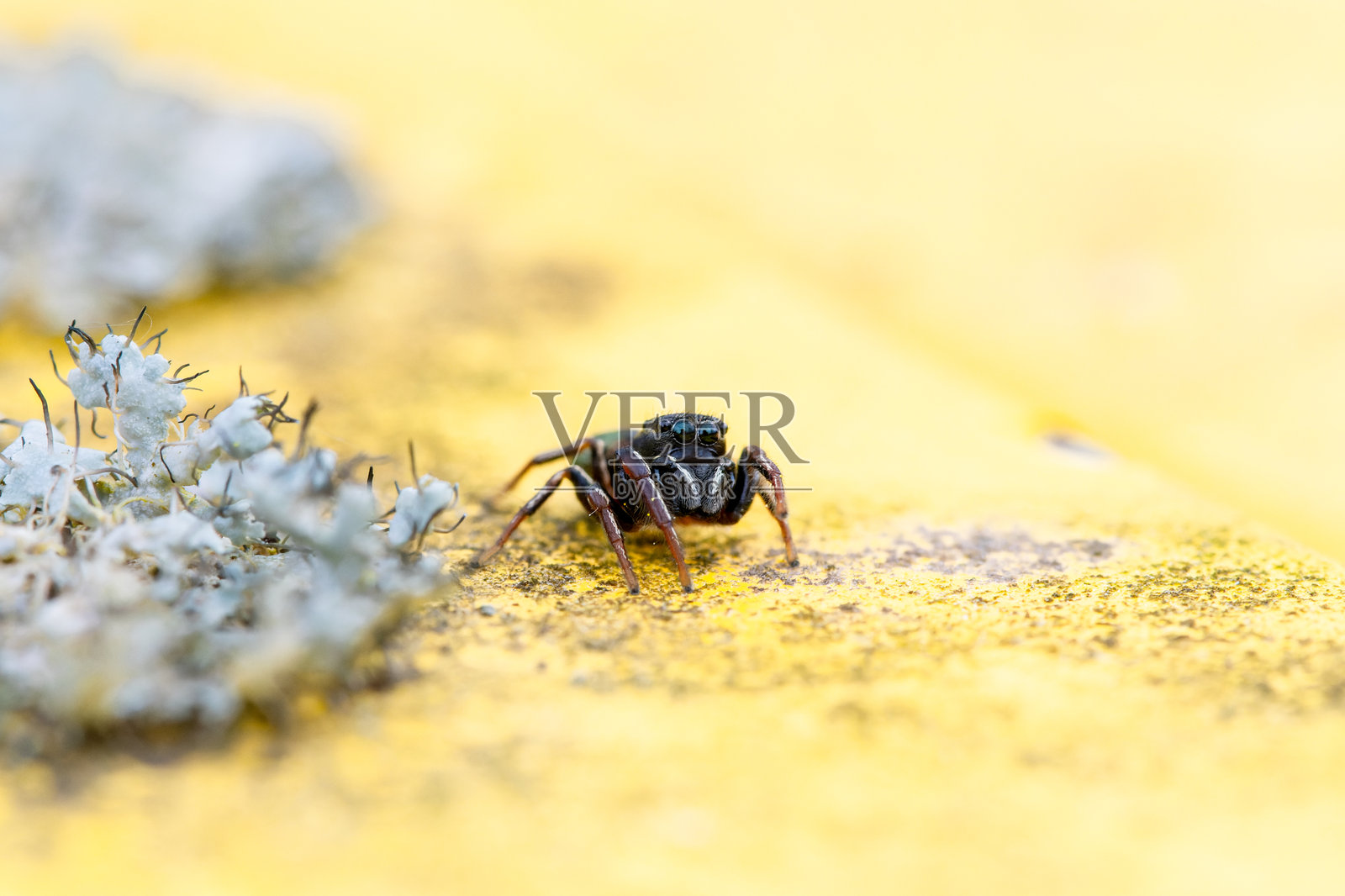 黄色垃圾桶上的黄脚跳蛛照片摄影图片