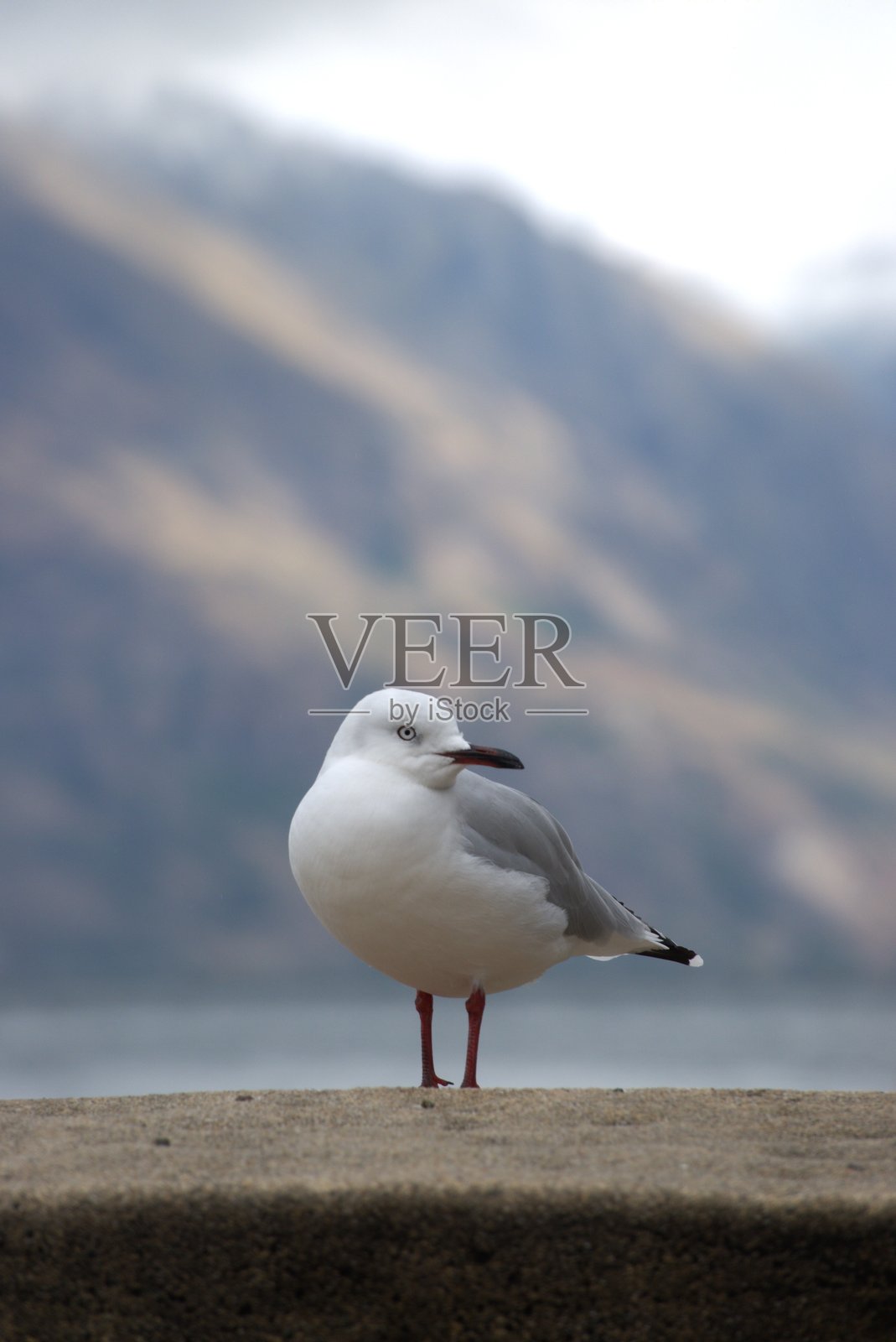 银色海鸥照片摄影图片