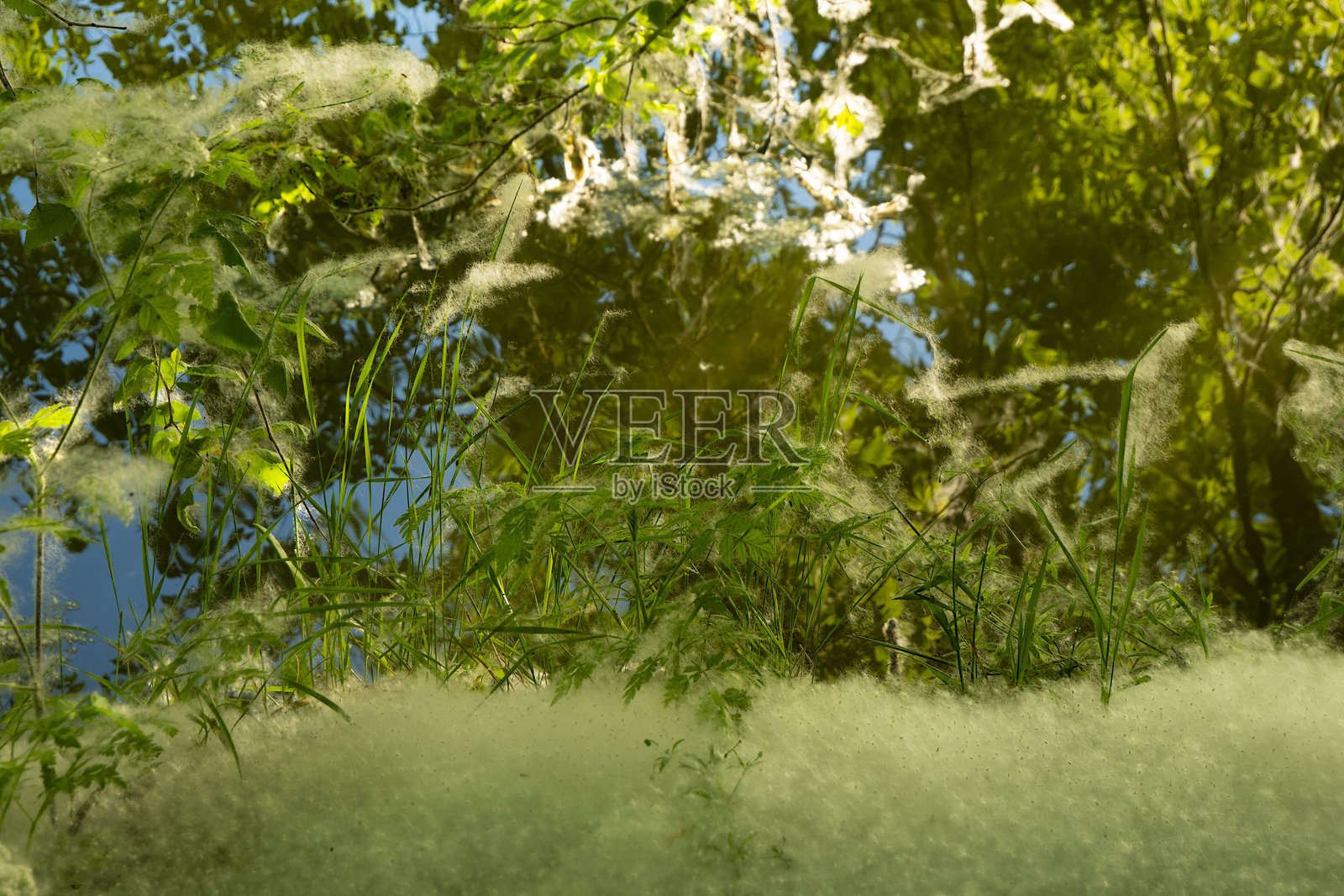 植物的枝叶上覆盖着绒毛。照片摄影图片