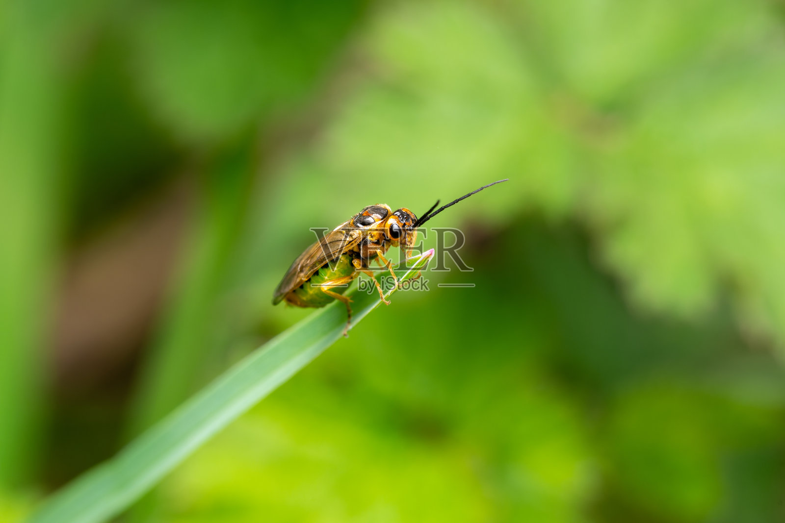 草叶上的线虫亚科锯蝇照片摄影图片