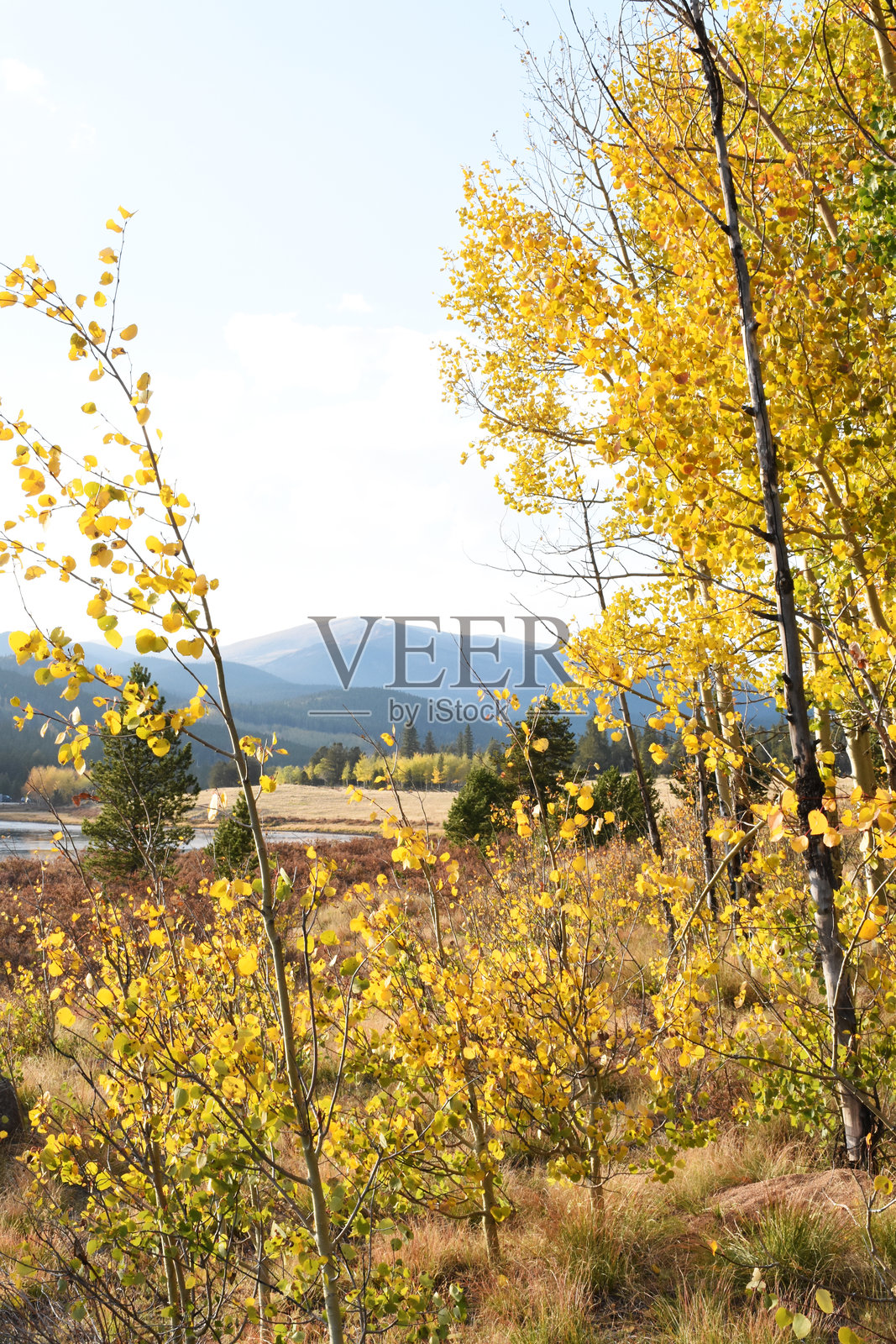 基诺沙通道的黄色白杨叶照片摄影图片