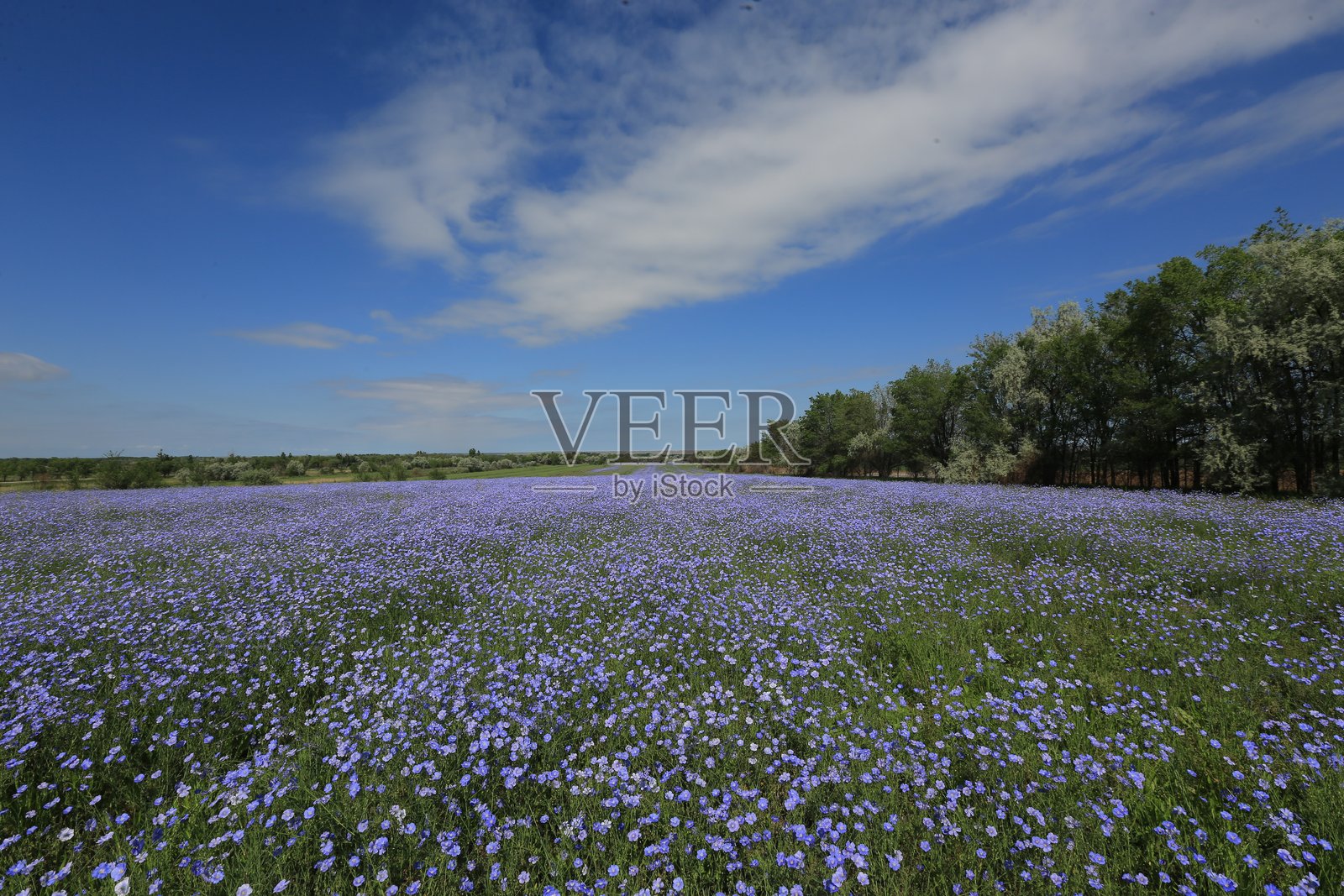 盛开的亚麻田照片摄影图片