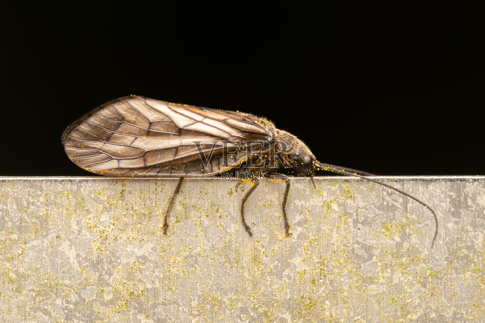 城市家具上的Sialis lutaria照片摄影图片