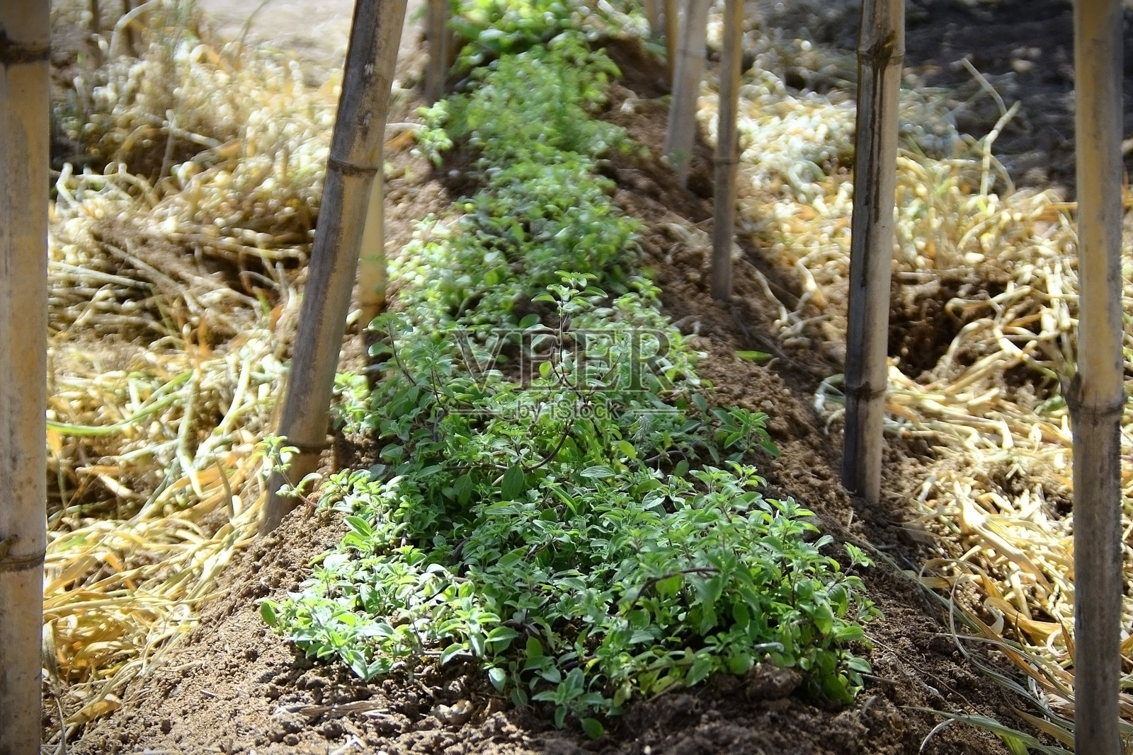 一个种植了牛至（迷迭香）的花坛照片摄影图片