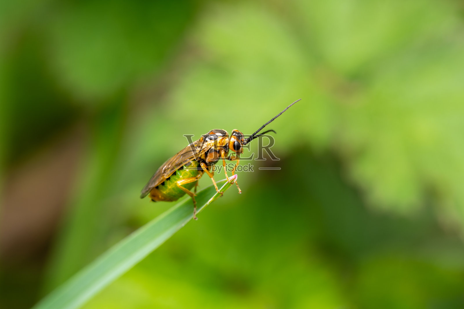 草叶上的线虫亚科锯蝇照片摄影图片