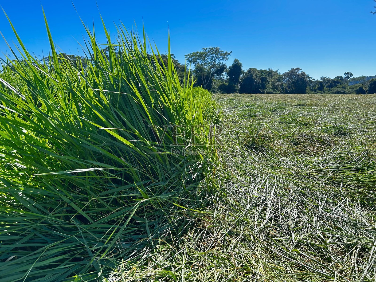 热带草类的干草生产照片摄影图片