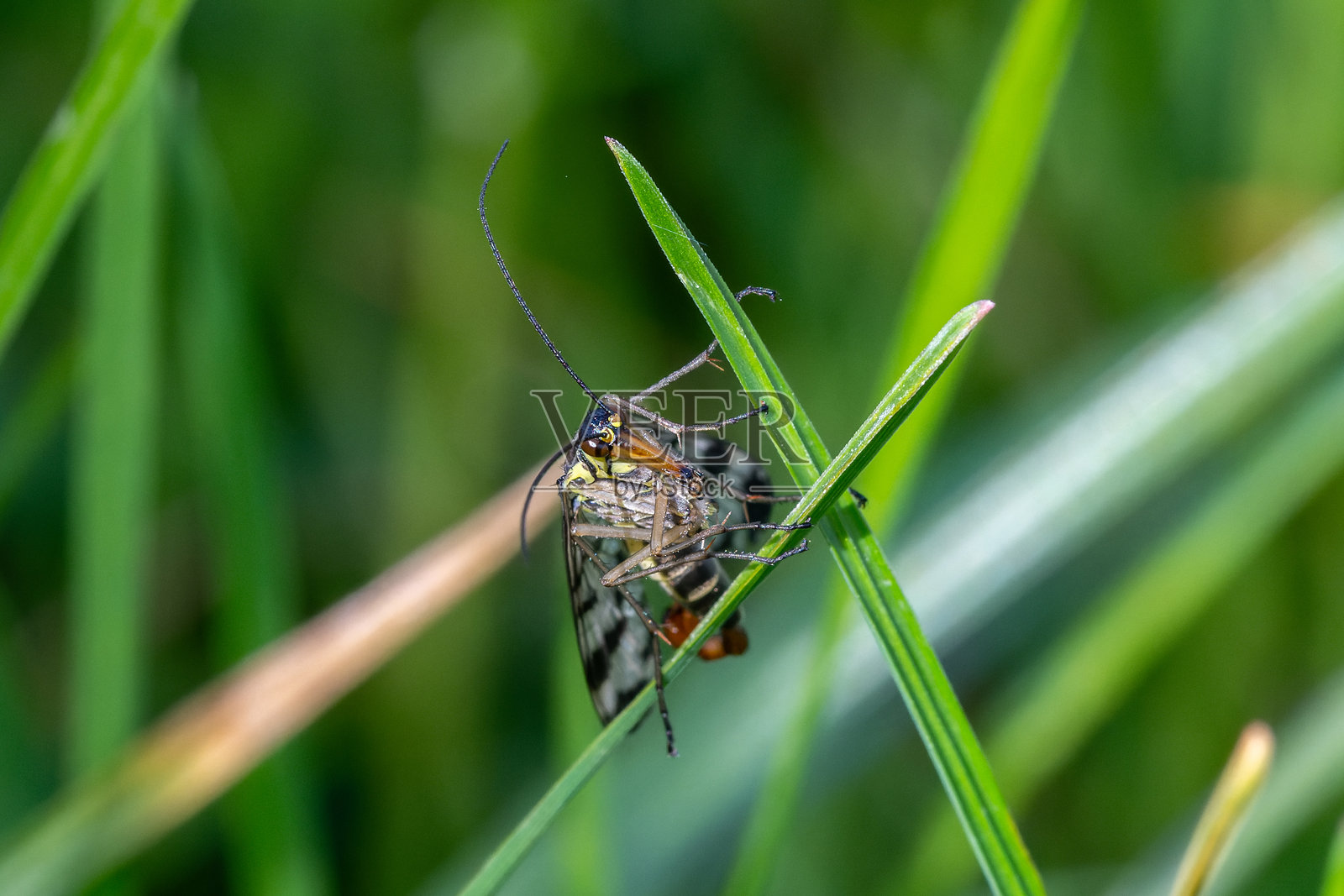 草地上的普通扇翅虫照片摄影图片