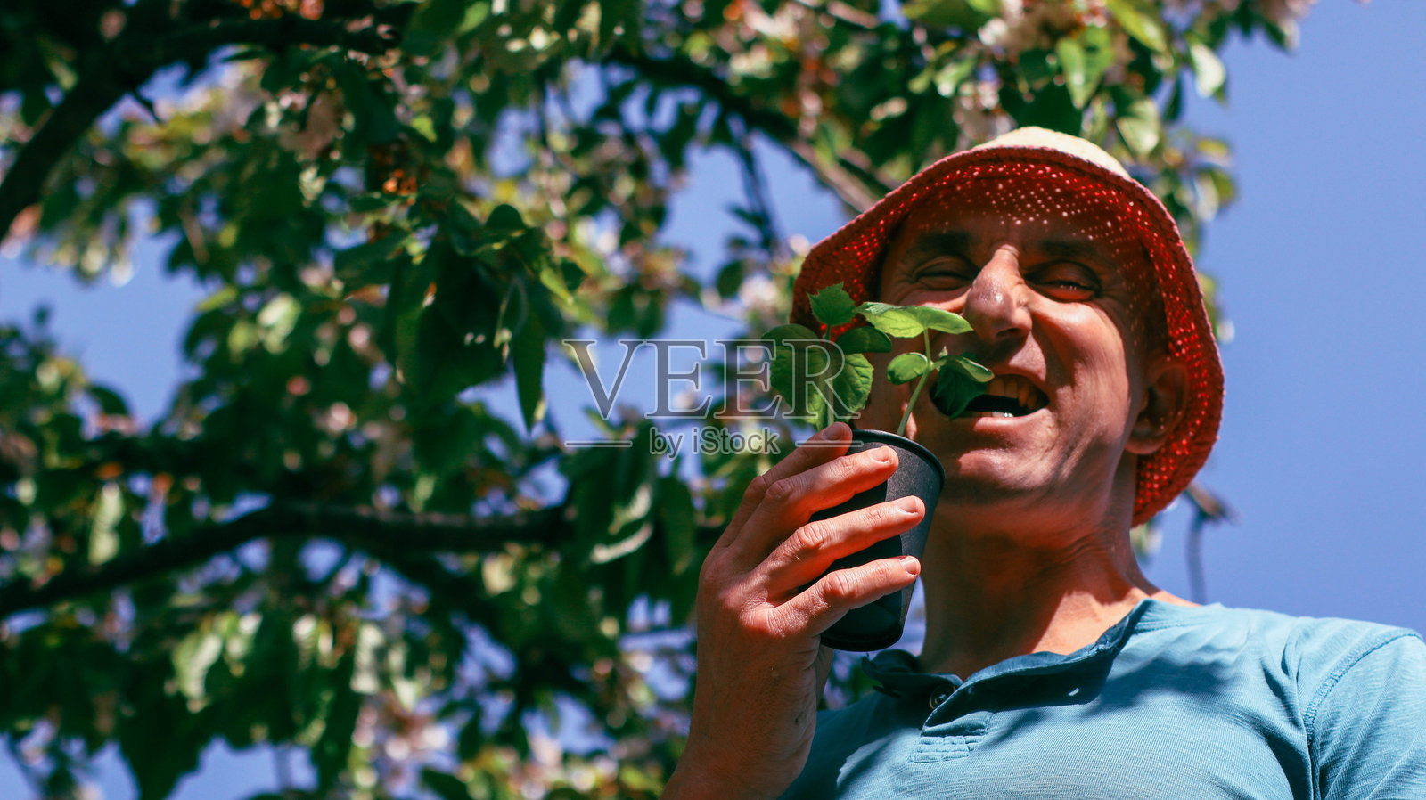 一位男性园丁在春天的花园里照料黄瓜幼苗照片摄影图片