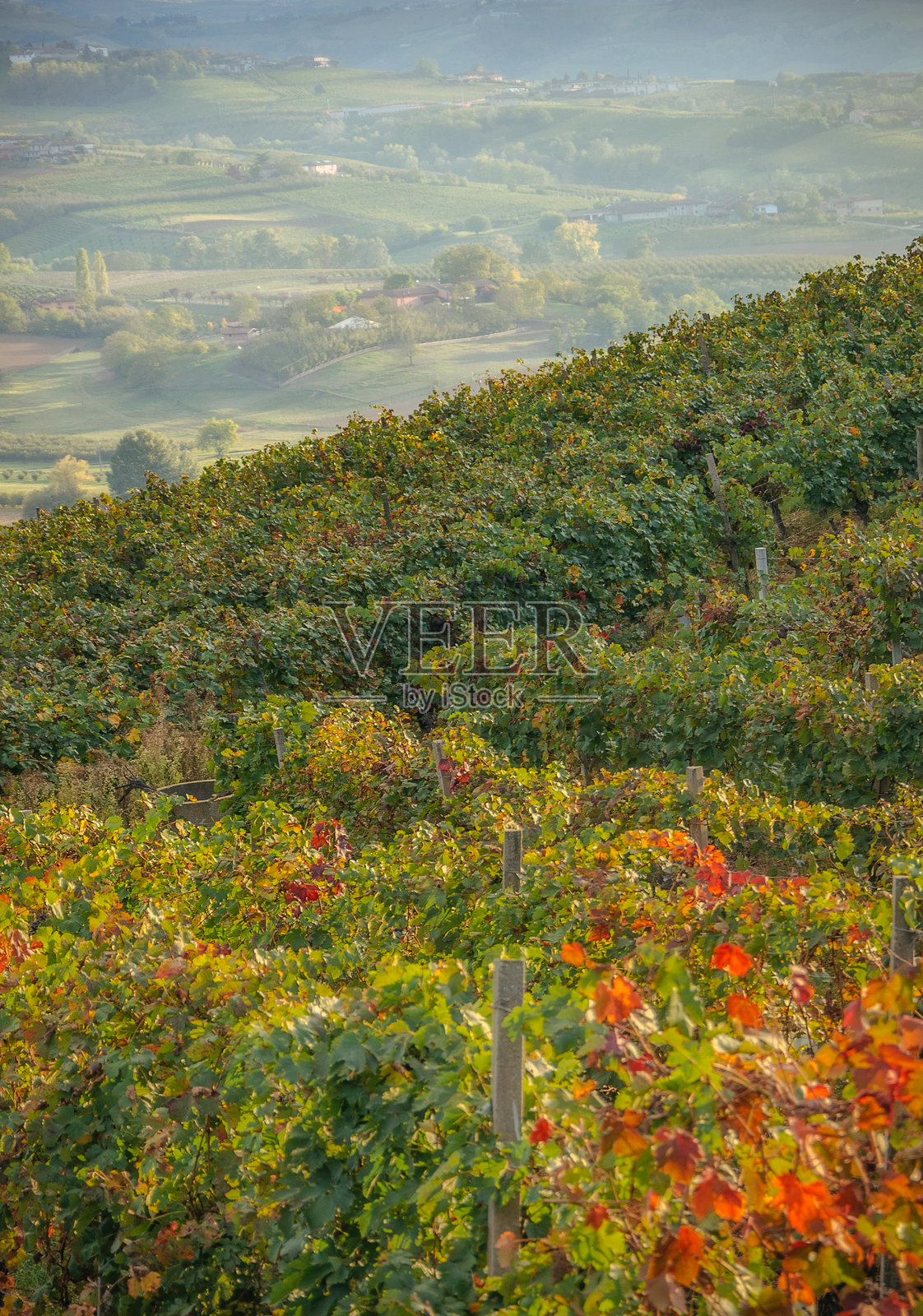 田野上生长的植物照片摄影图片