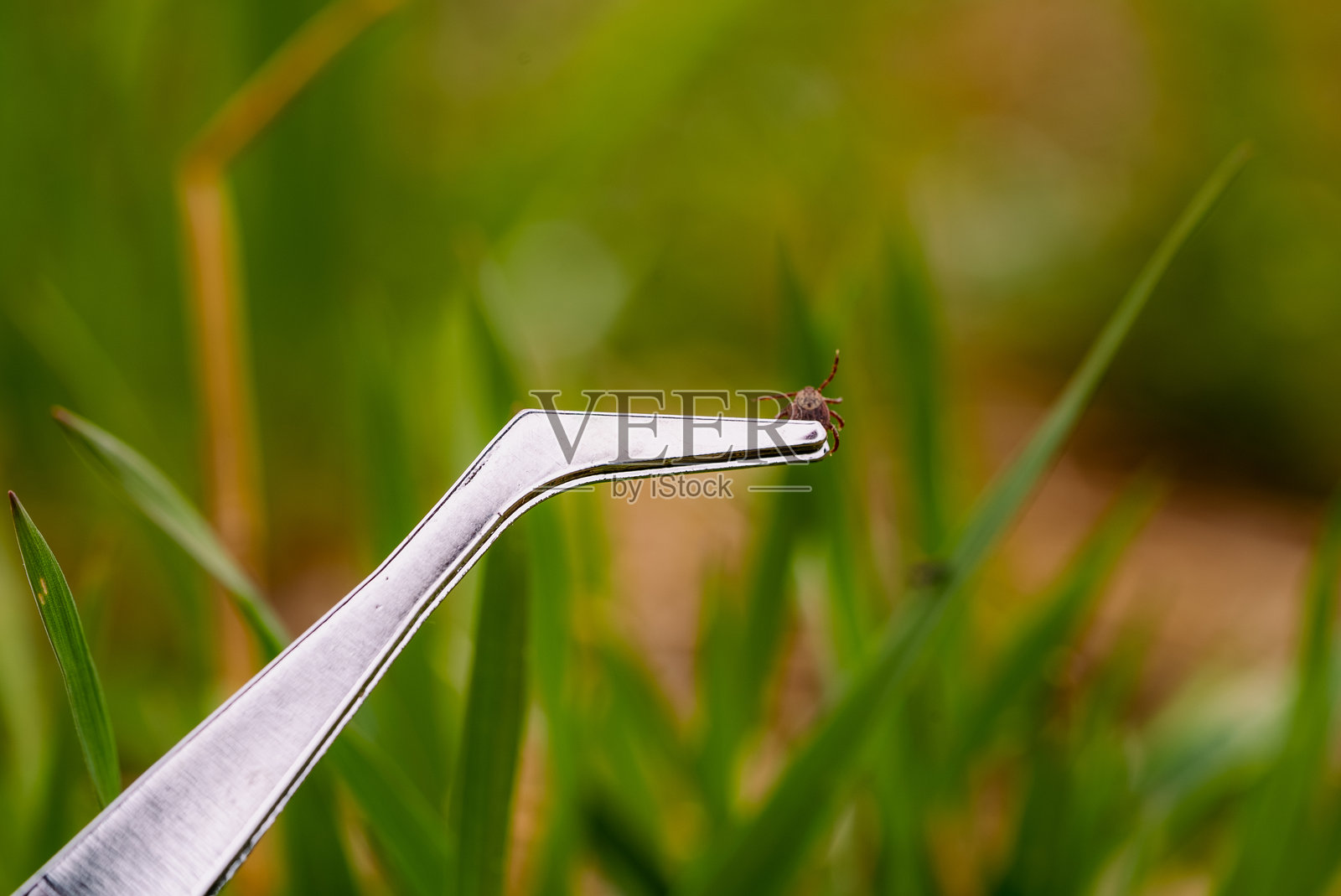 金属镊子夹住危险的蜱虫，威胁莱姆病传播，背景为模糊的绿色草地，健康风险警告照片摄影图片