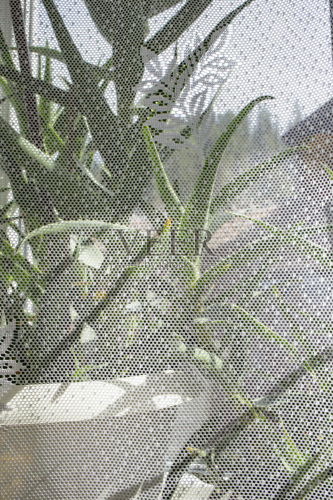 透光窗帘与盆栽芦荟植物，阳光与阴影，柔焦特写，抽象背景照片摄影图片