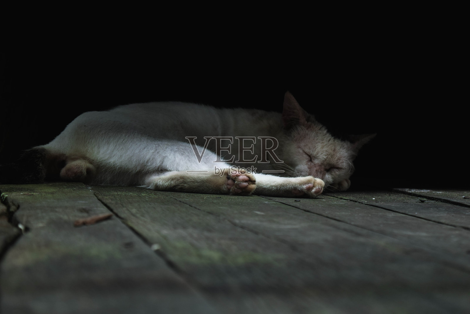 流浪猫照片摄影图片