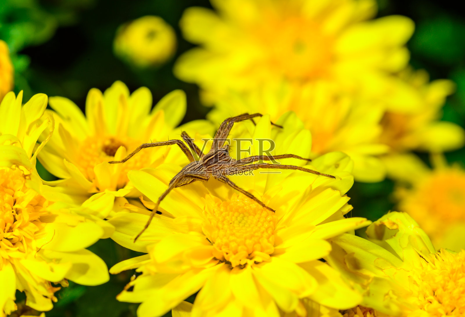 园中的黄菊花上，棕色的幼儿网蜘蛛（Pisaura mirabilis）静静等待猎物。照片摄影图片