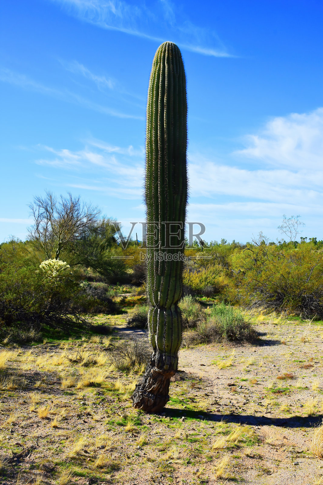 亚利桑那州索诺拉沙漠的风景照片摄影图片
