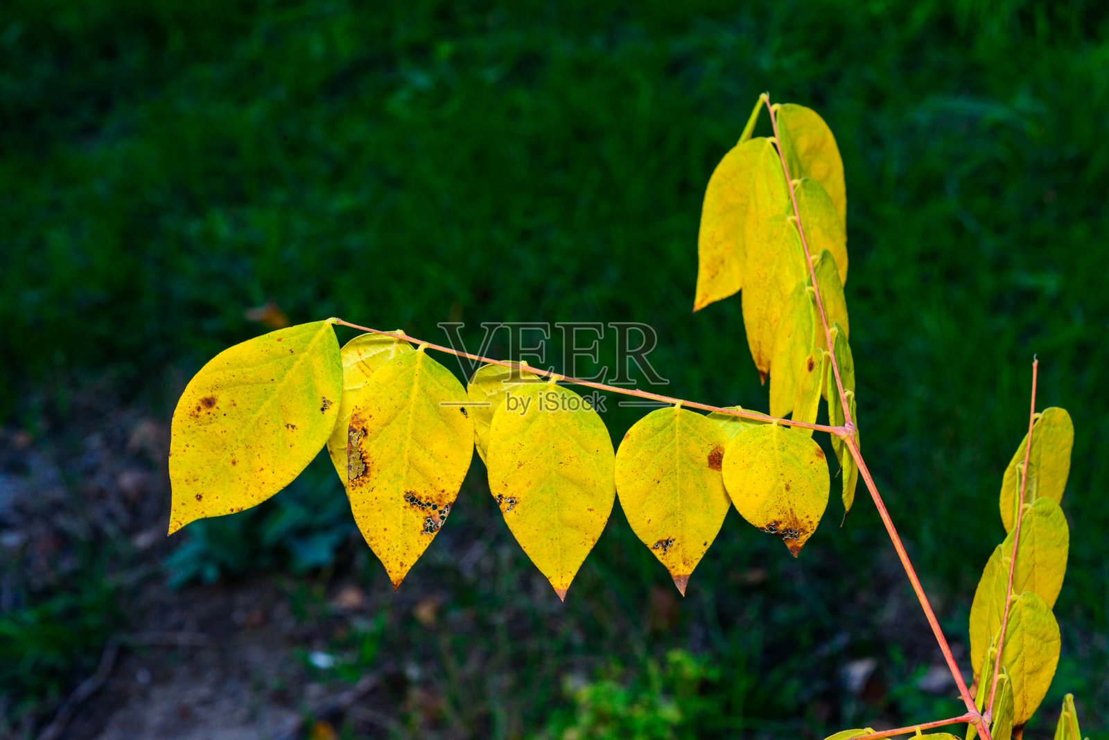 秋天花园中一根带有美丽明亮黄色叶子的树枝景观照片摄影图片